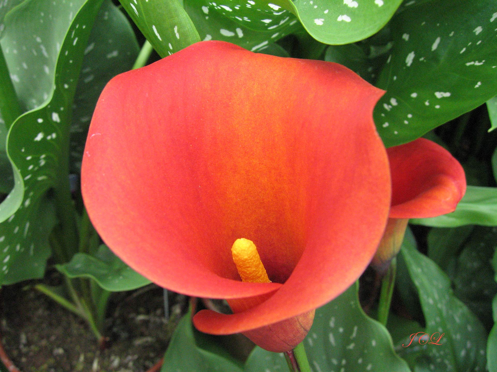 Les plus belles fleurs de Versailles.