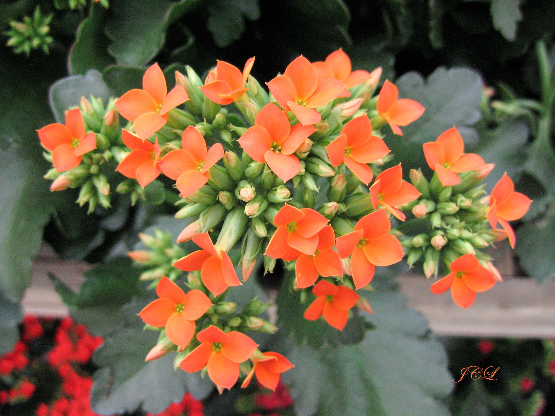 Les plus belles fleurs de Versailles.