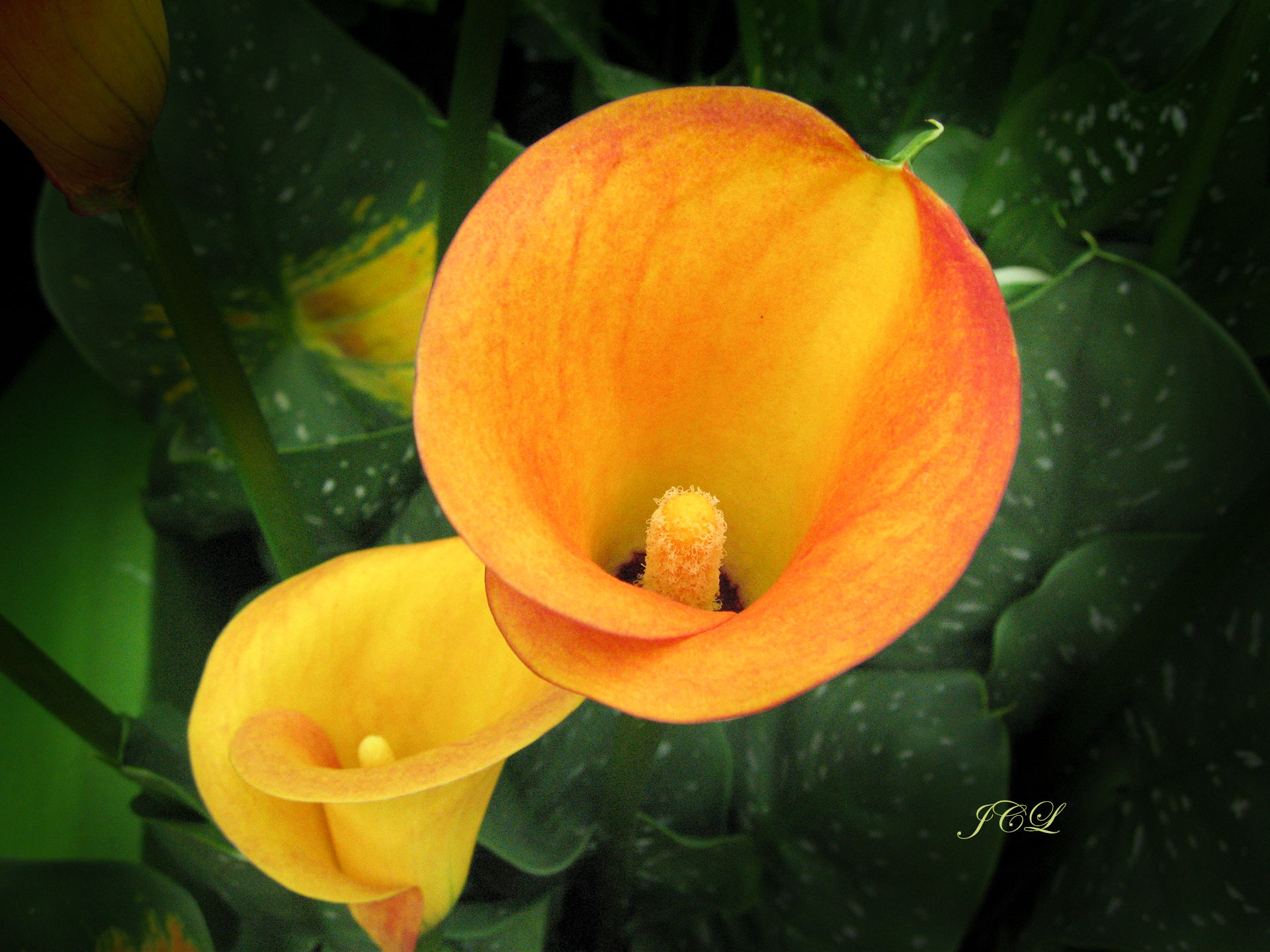 Les plus belles fleurs de Versailles.