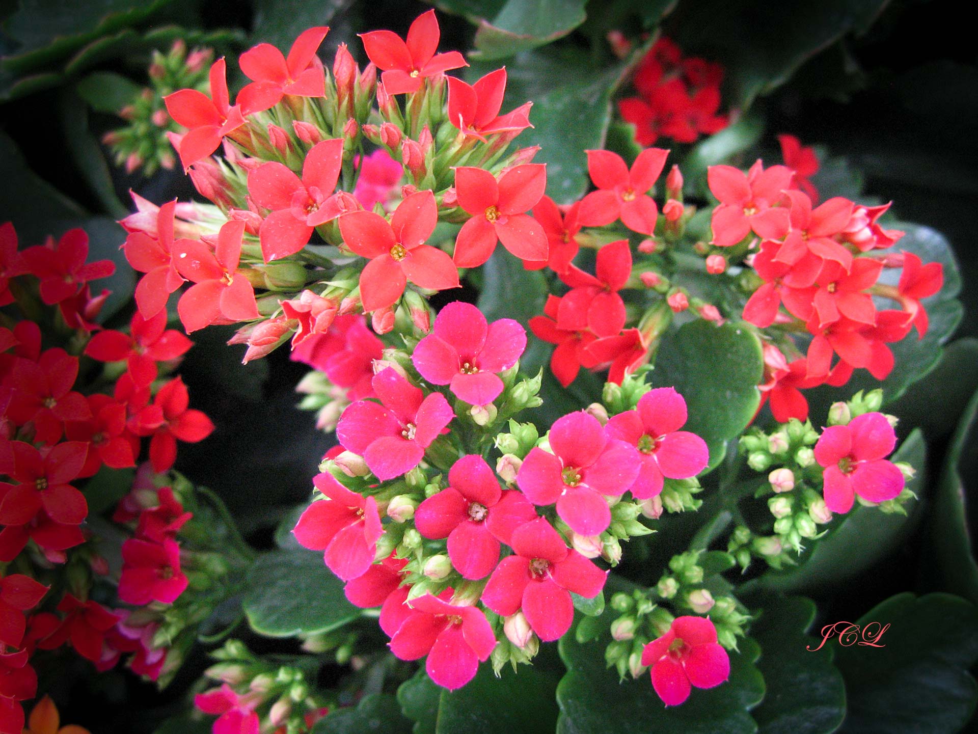 Les plus belles fleurs de Versailles.