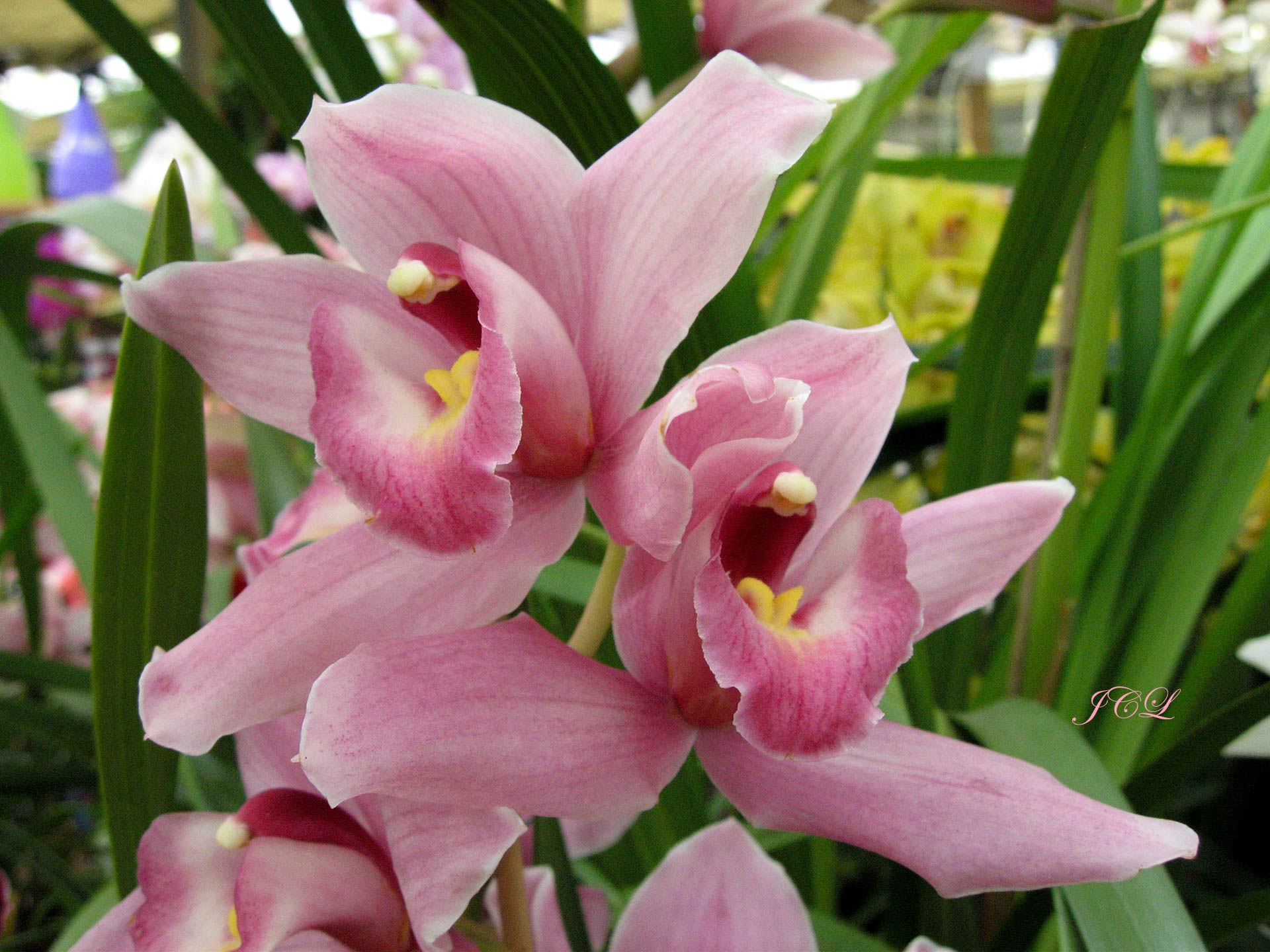 Les plus belles fleurs de Versailles.