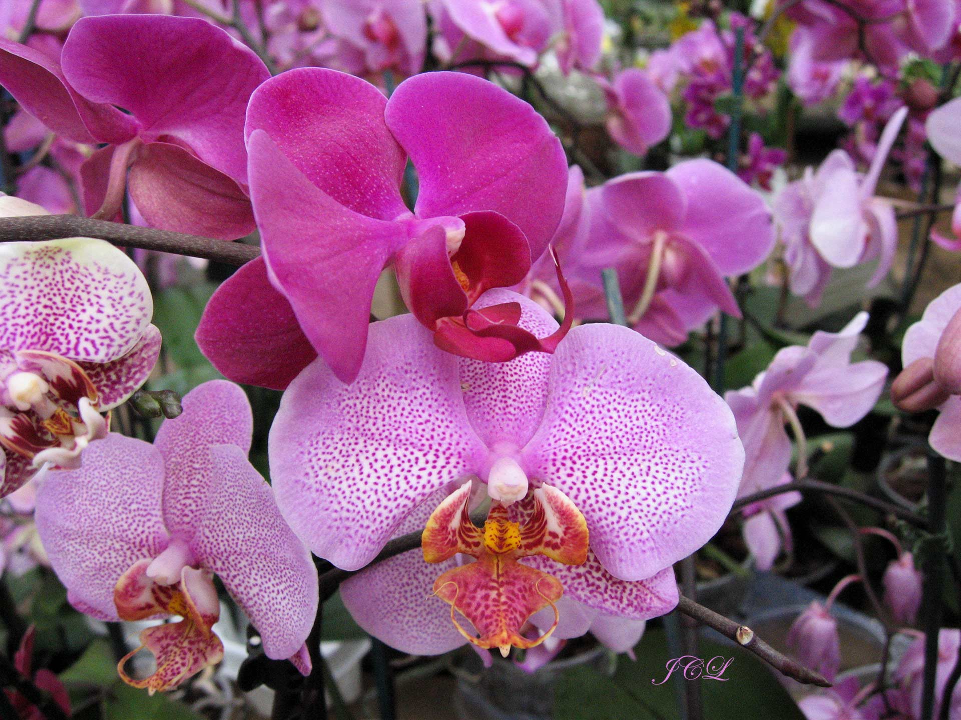 Les plus belles fleurs de Versailles.