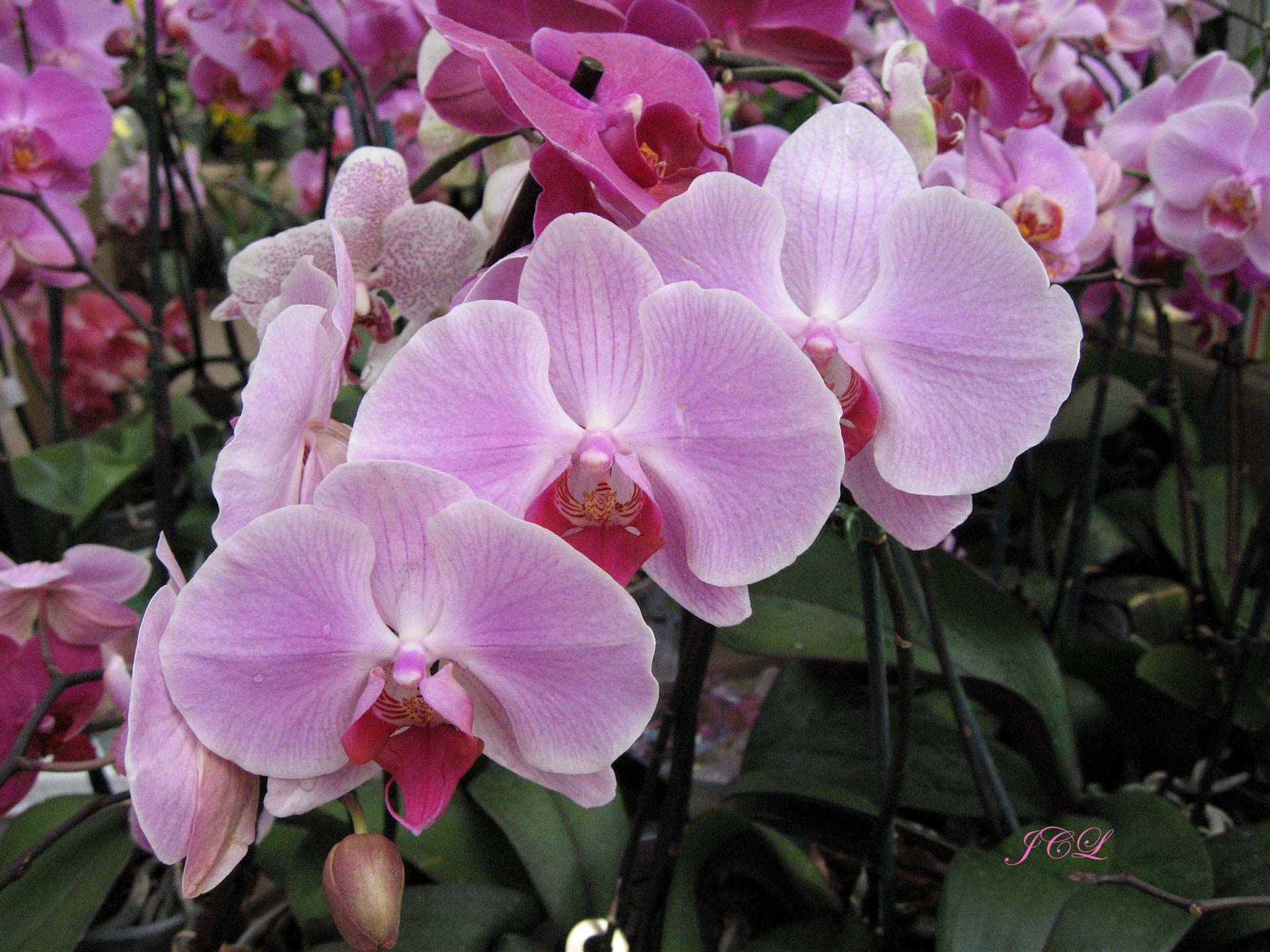 Les plus belles fleurs de Versailles.