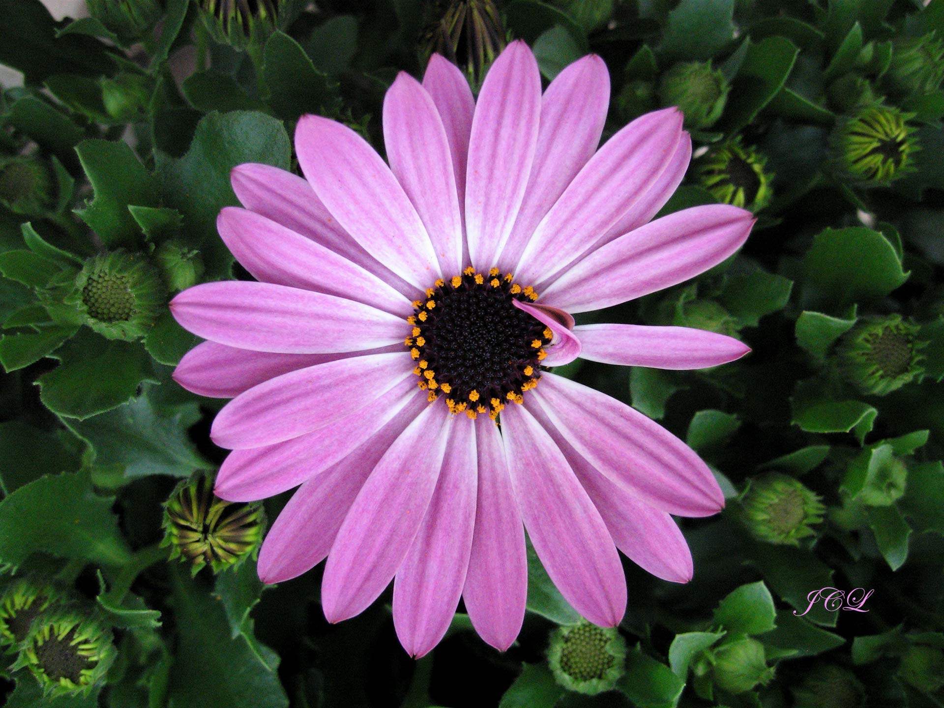 Les plus belles fleurs de Versailles.