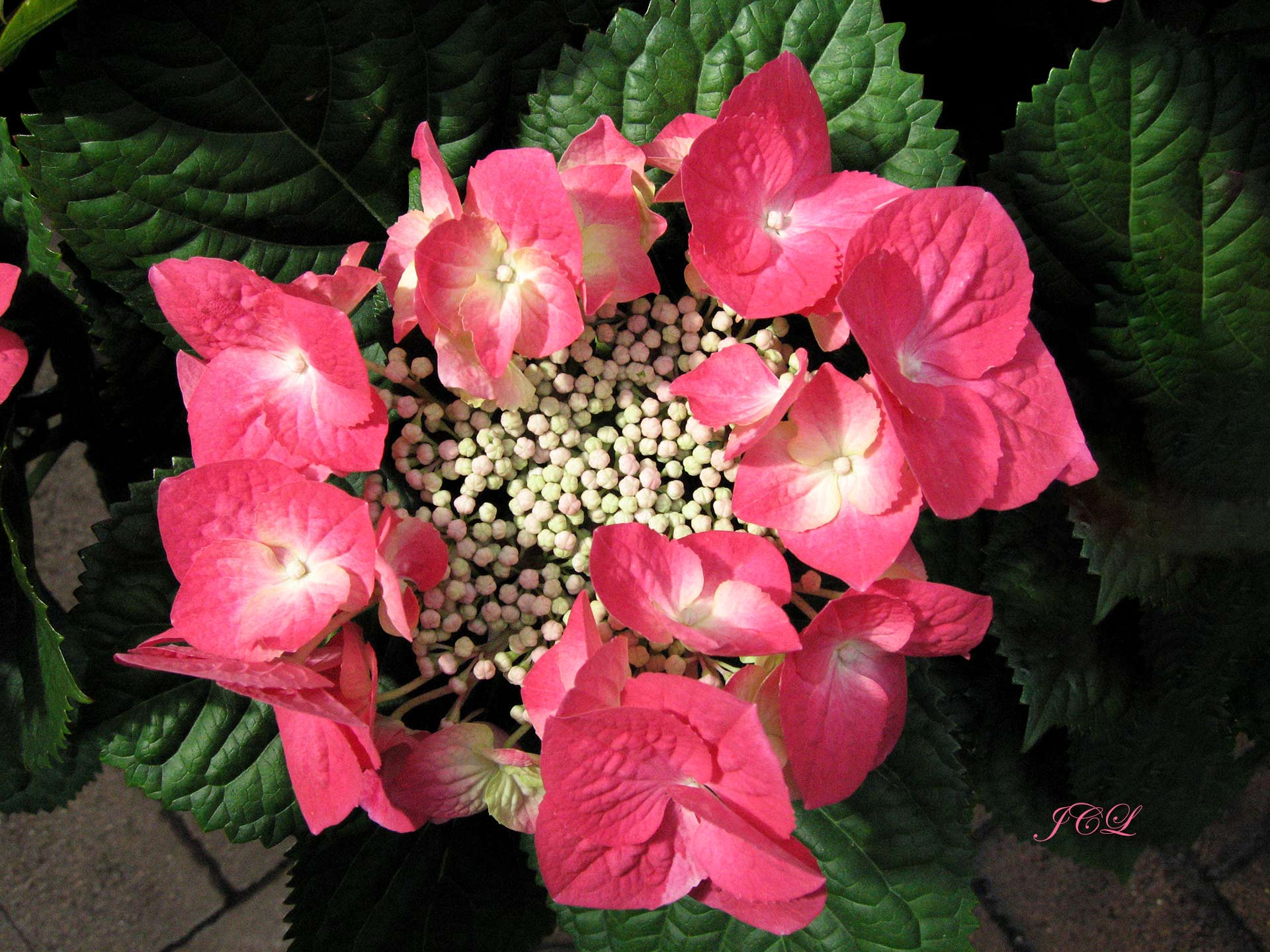 Les plus belles fleurs de Versailles.