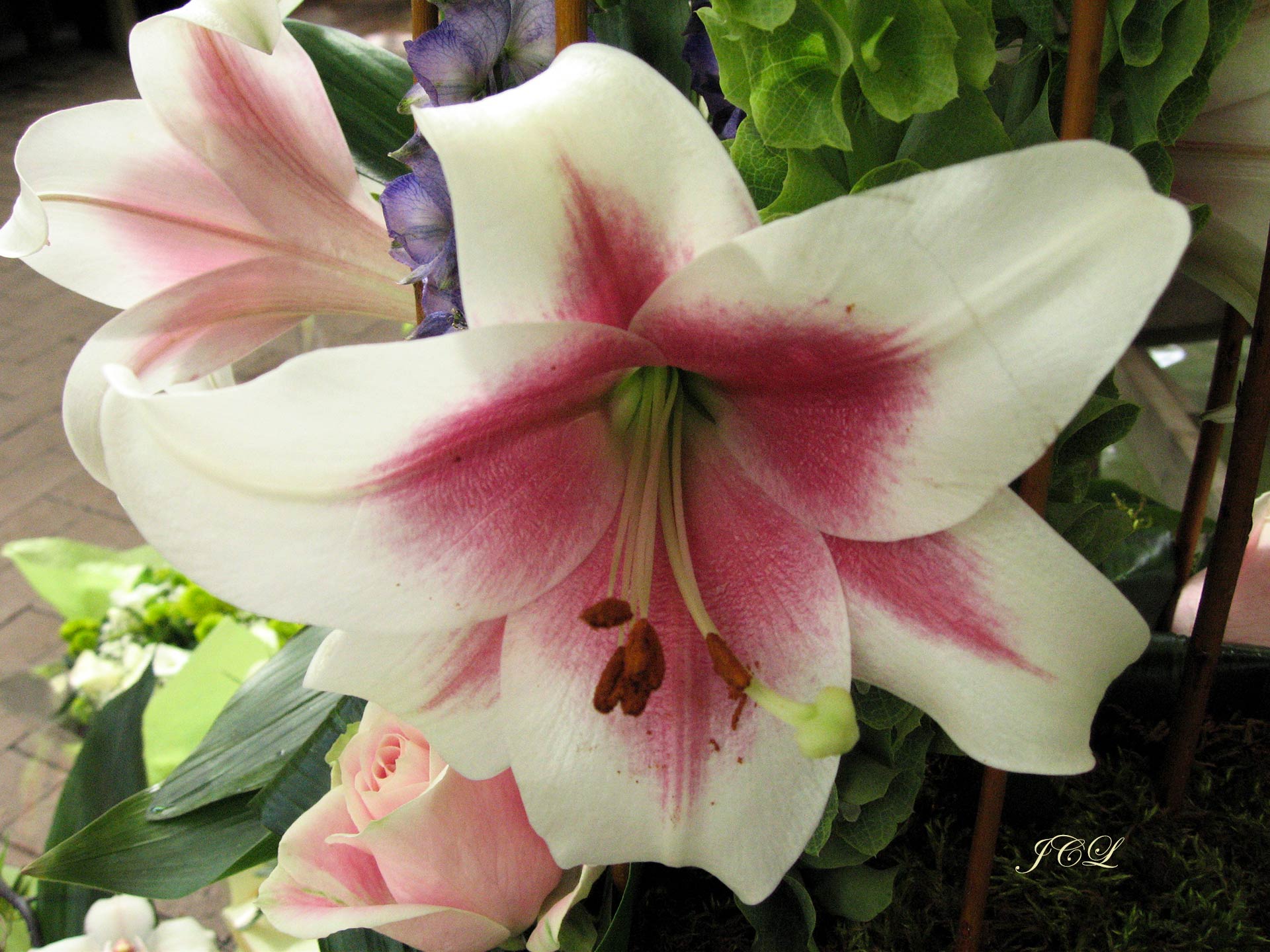 Les plus belles fleurs de Versailles.