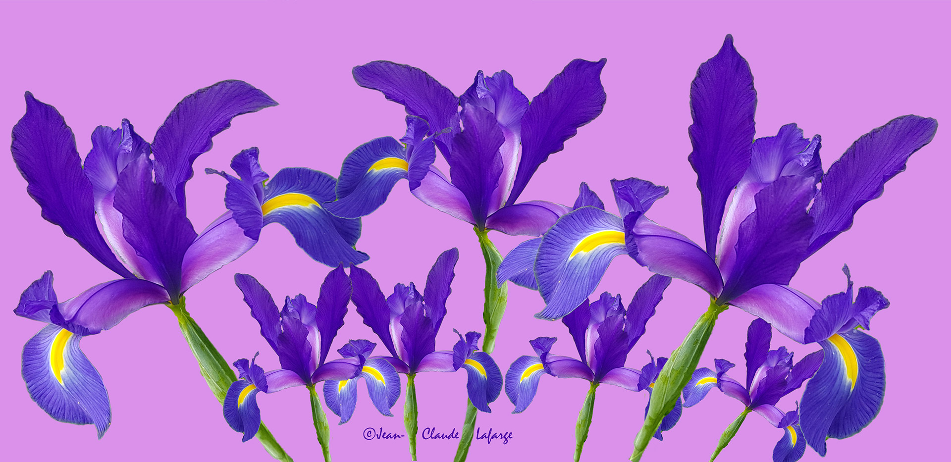 Iris du Parc de Madame Elisabeth de Versailles .
