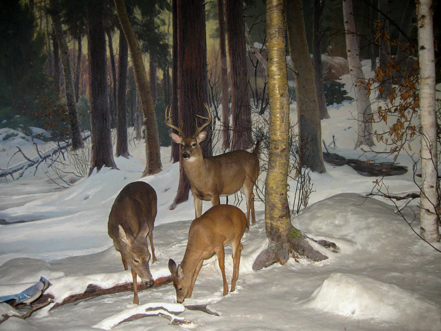 Muséum américain d'histoire naturelle