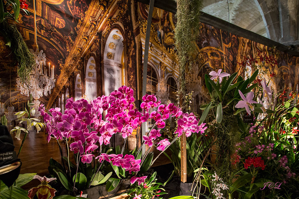 Visite de l'exposition d'orchidées dans l'abbaye de Vaucelles dans le Cambrésis dans le Nord.