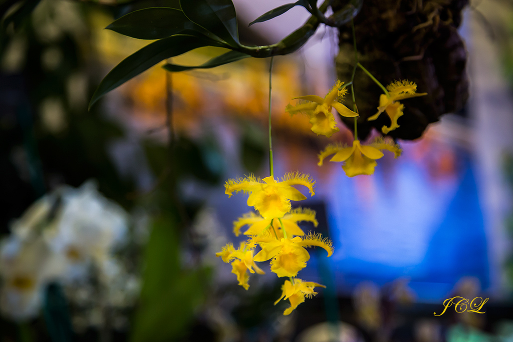 Visite de l'exposition d'orchidées dans l'abbaye de Vaucelles dans le Cambrésis dans le Nord.