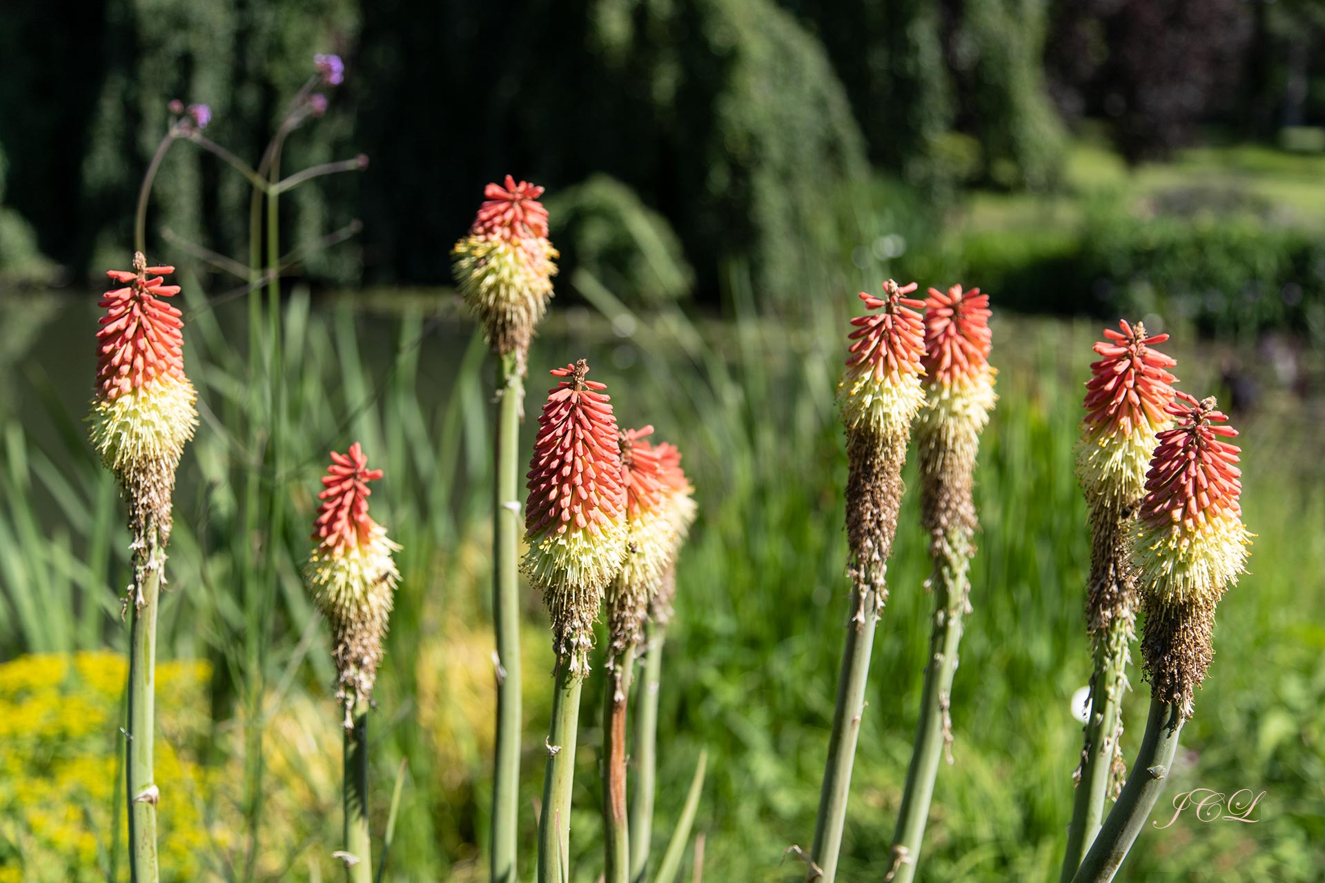 Les kniphofia uvaria sont appelés aussi tison de Satan, tritomes ou faux aloès.	Ils se trouvent au pied de la Pièce d'Eau des Nymphéas.	