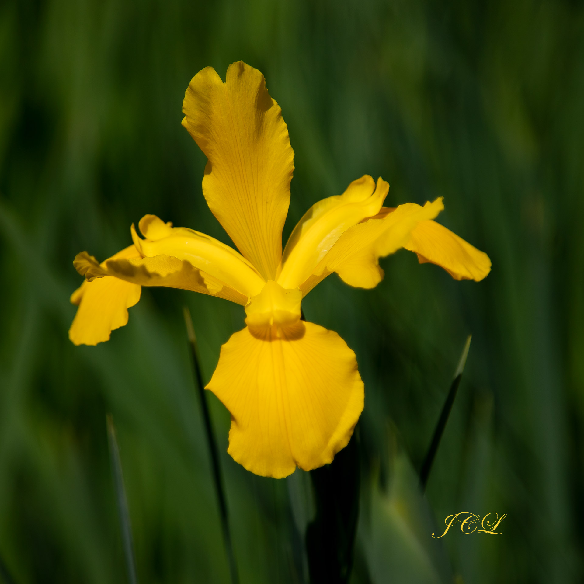 Autre variété d'Iris jaune dans le Parc de Bagatelle de Paris.	