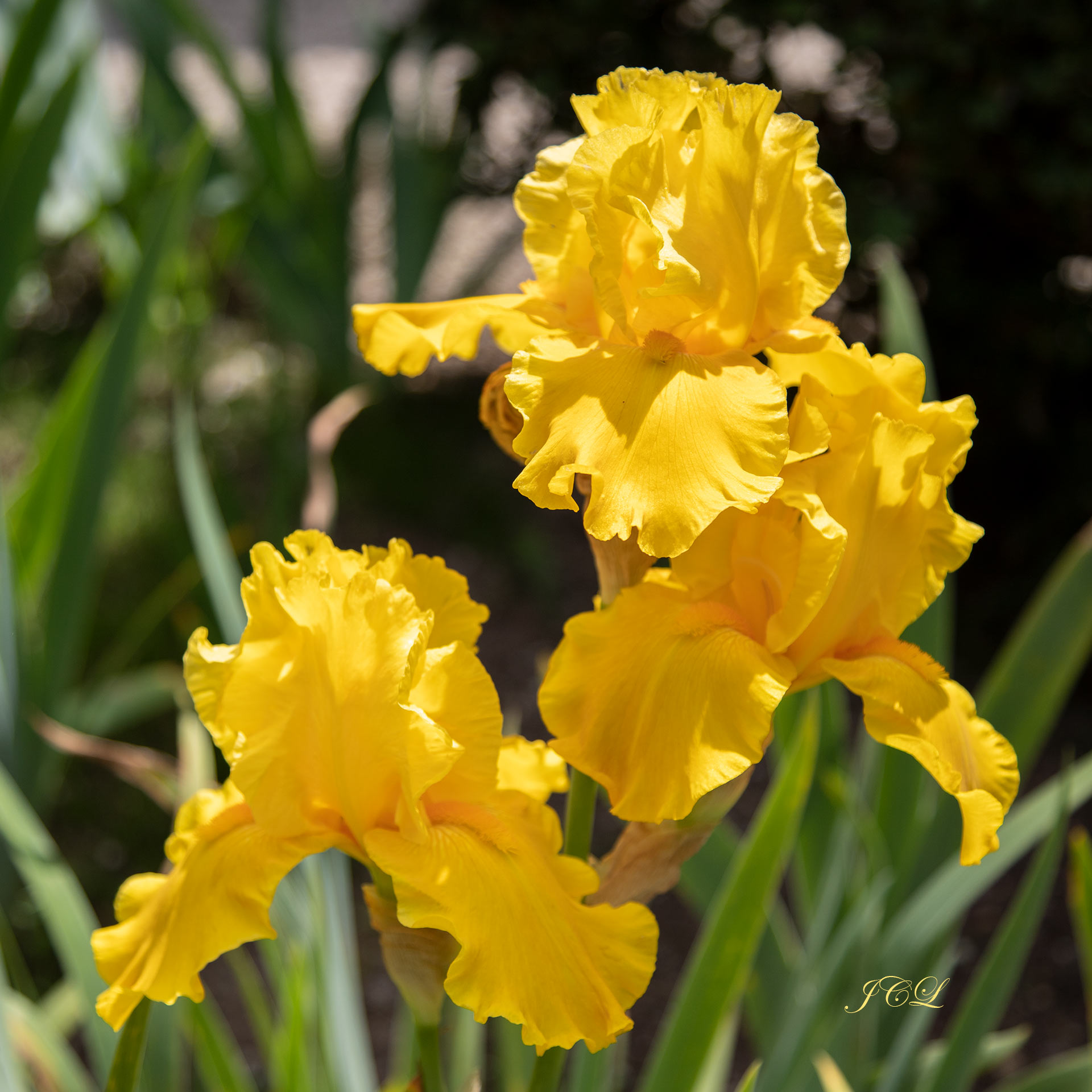 Iris jaune dans le Parc de Bagatelle de Paris.	