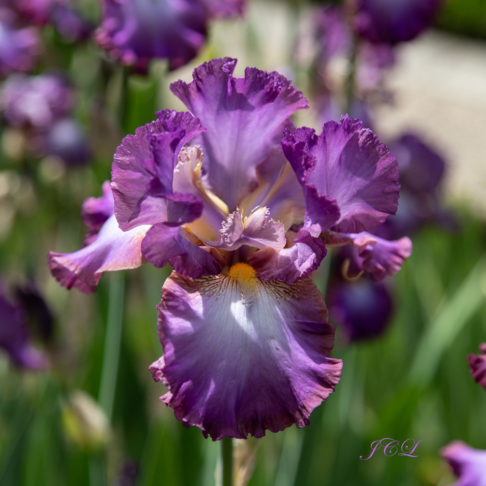 Iris mauve violet dans le Parc de Bagatelle de Paris. 