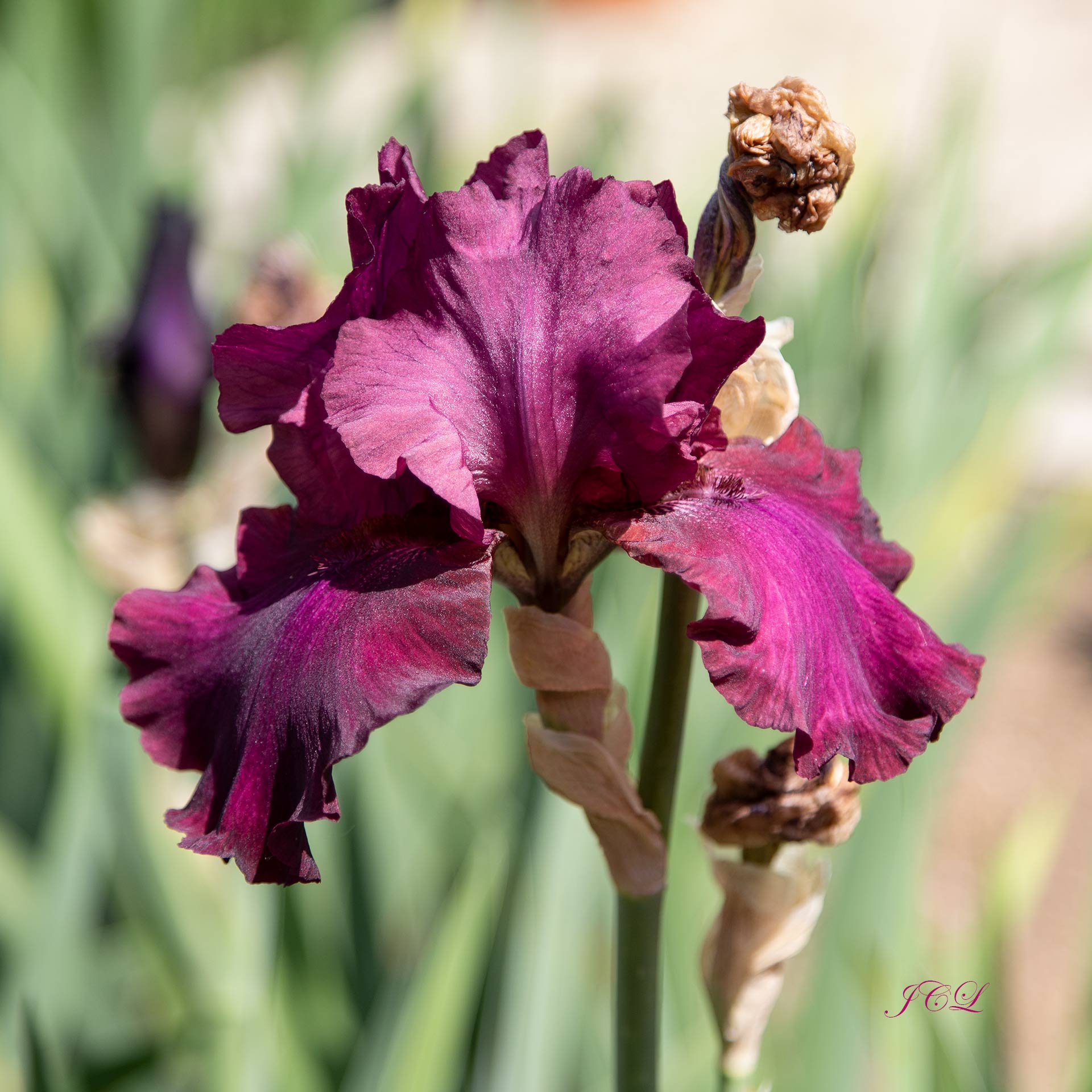 Iris mauve dans le Parc de Bagatelle de Paris.	