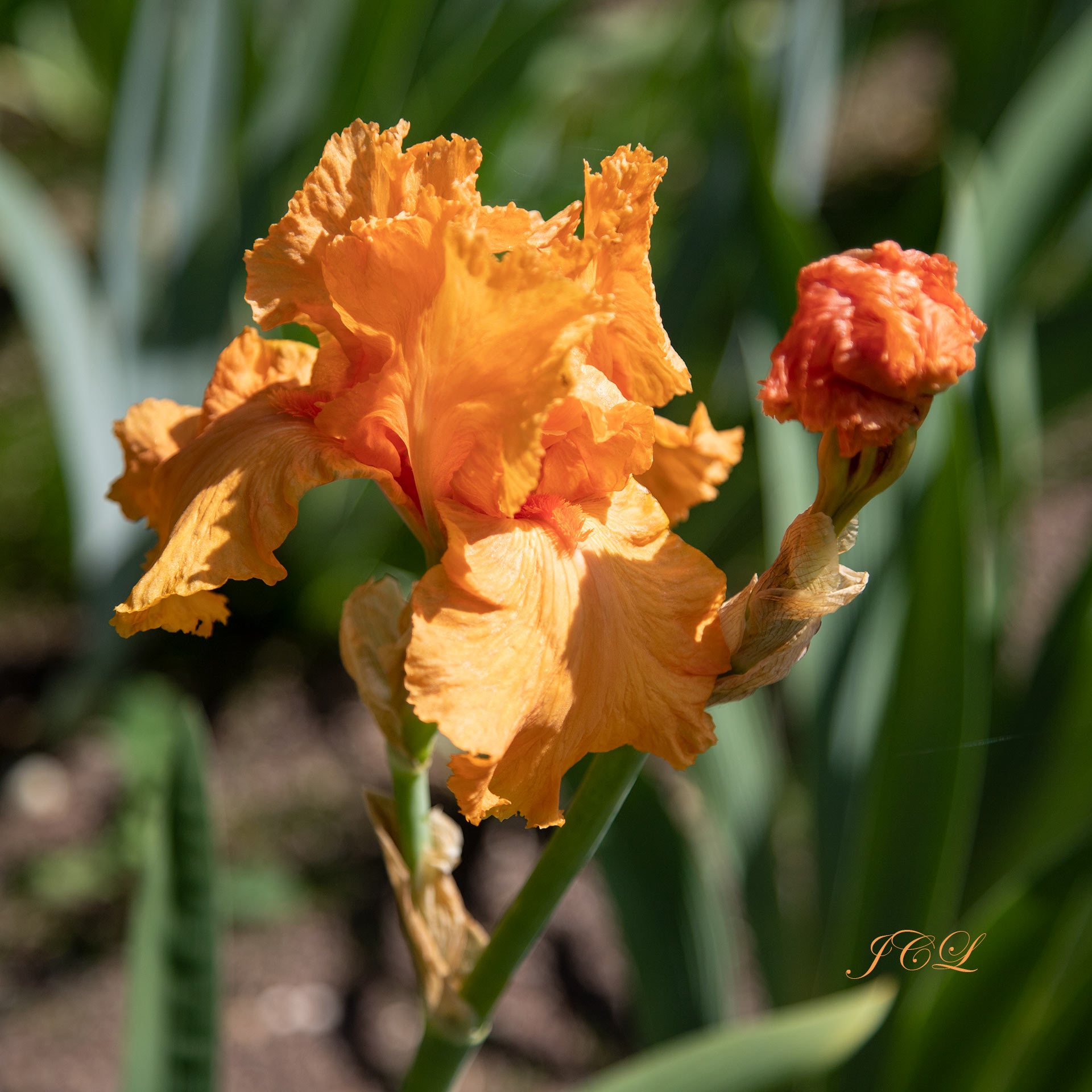 Bel Iris orangé dans le Parc de Bagatelle de Paris.