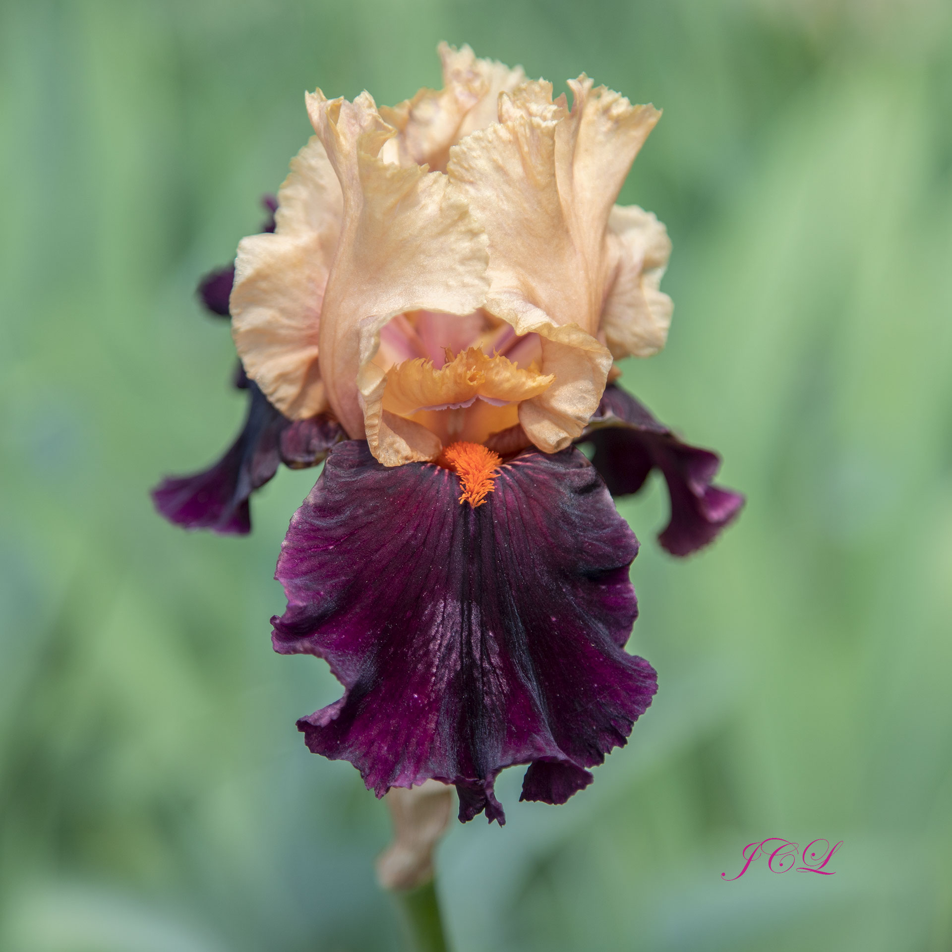 Iris mauve et rose dans le Parc de Bagatelle de Paris.	
