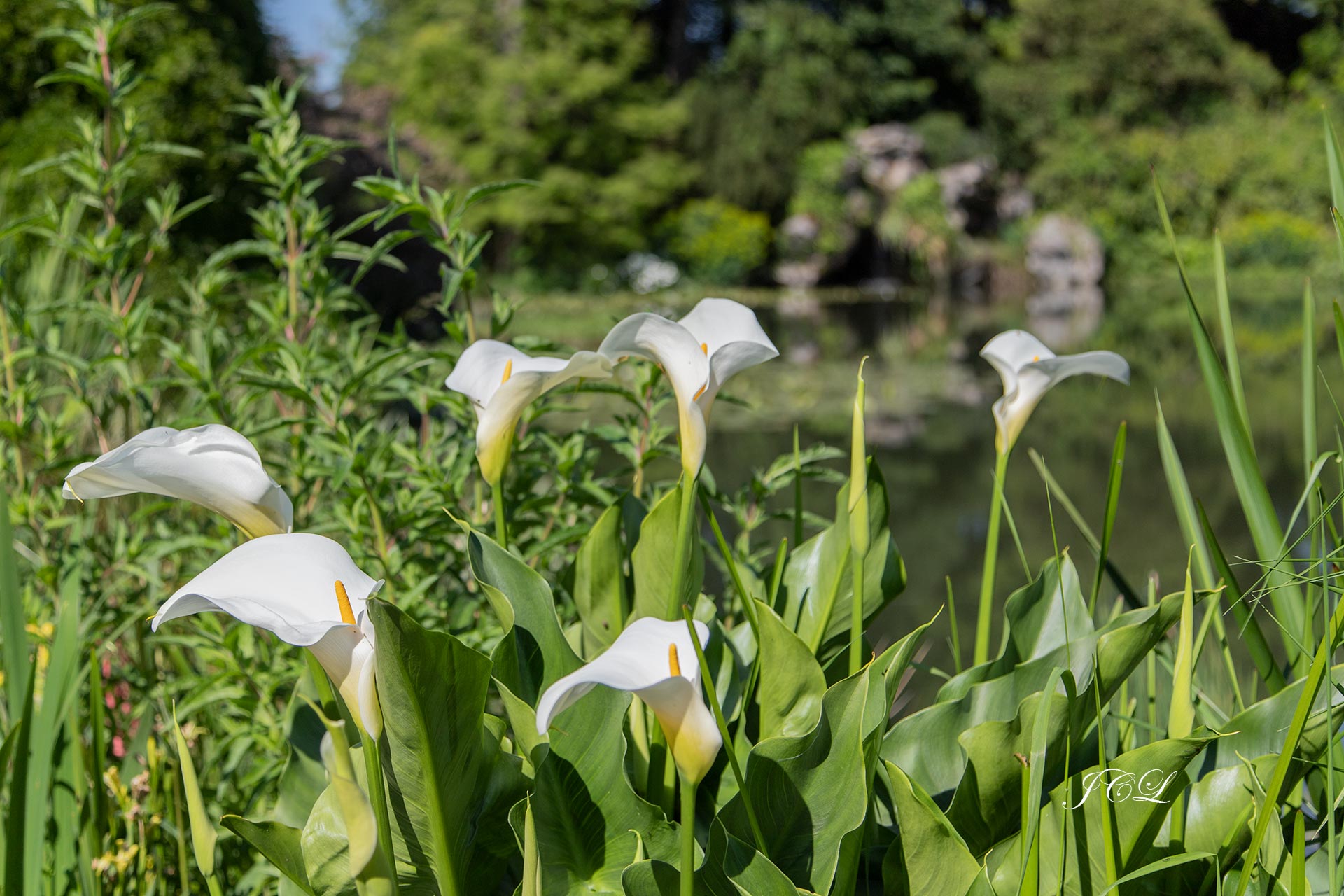 Les lys au bord de la Pièce d'eau des Nymphéas.