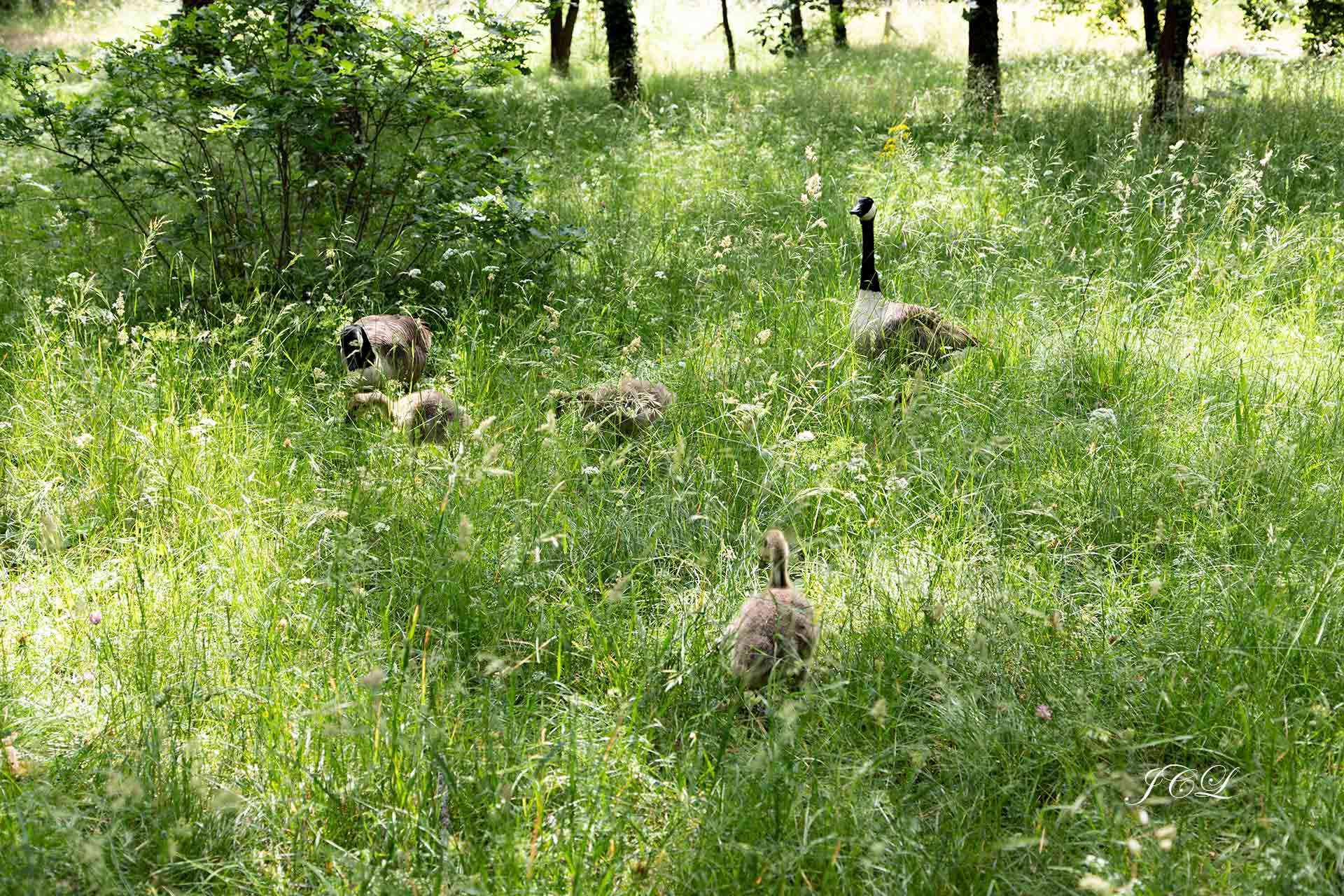Les oies bernaches se promènent dans les hautes herbes du Parc de Bagatelle. Le mâle tête en l'air scrute les alentours pour protéger sa famille des prédateurs. 