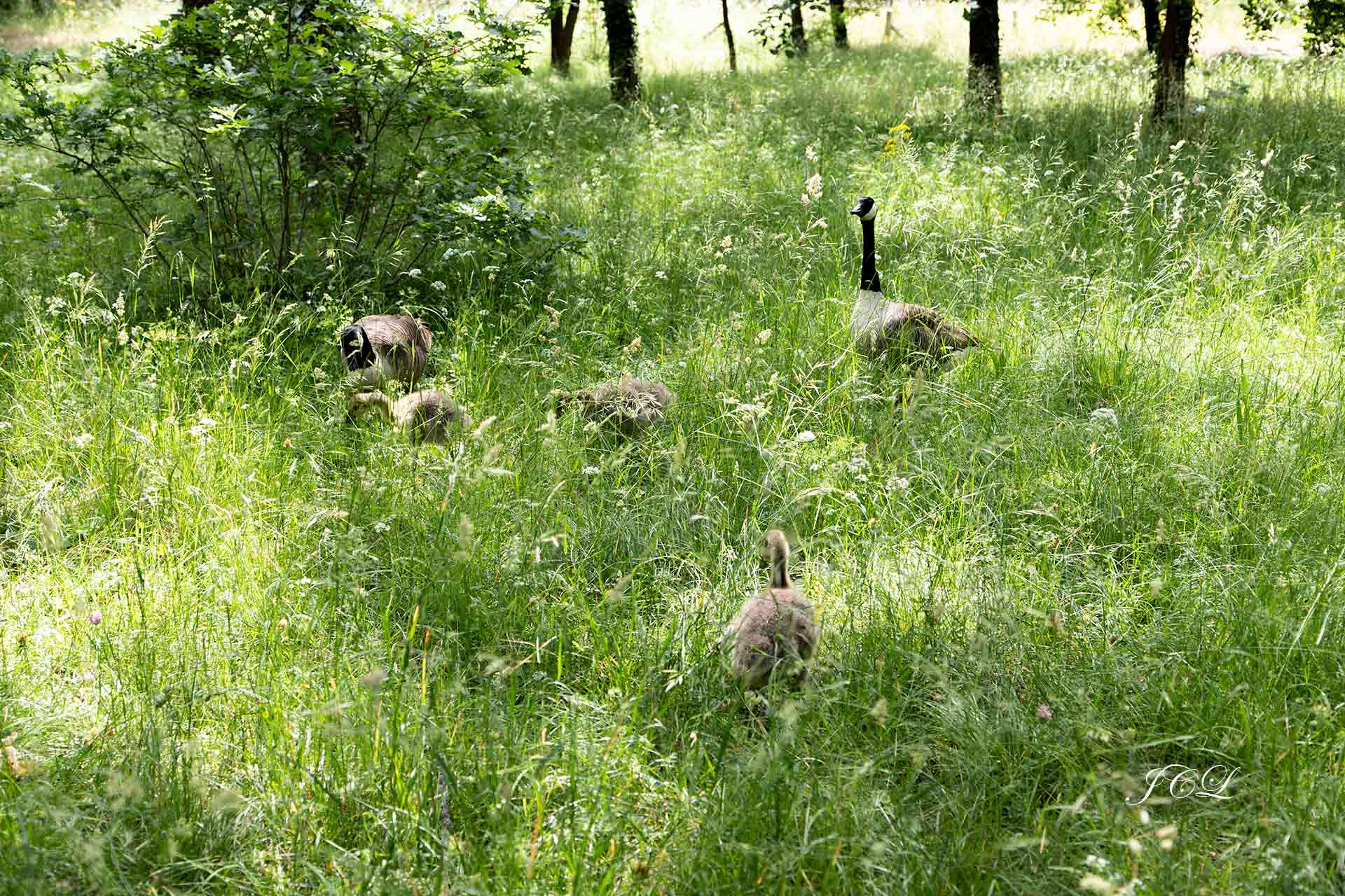 Les oies bernaches se promènent en famille.