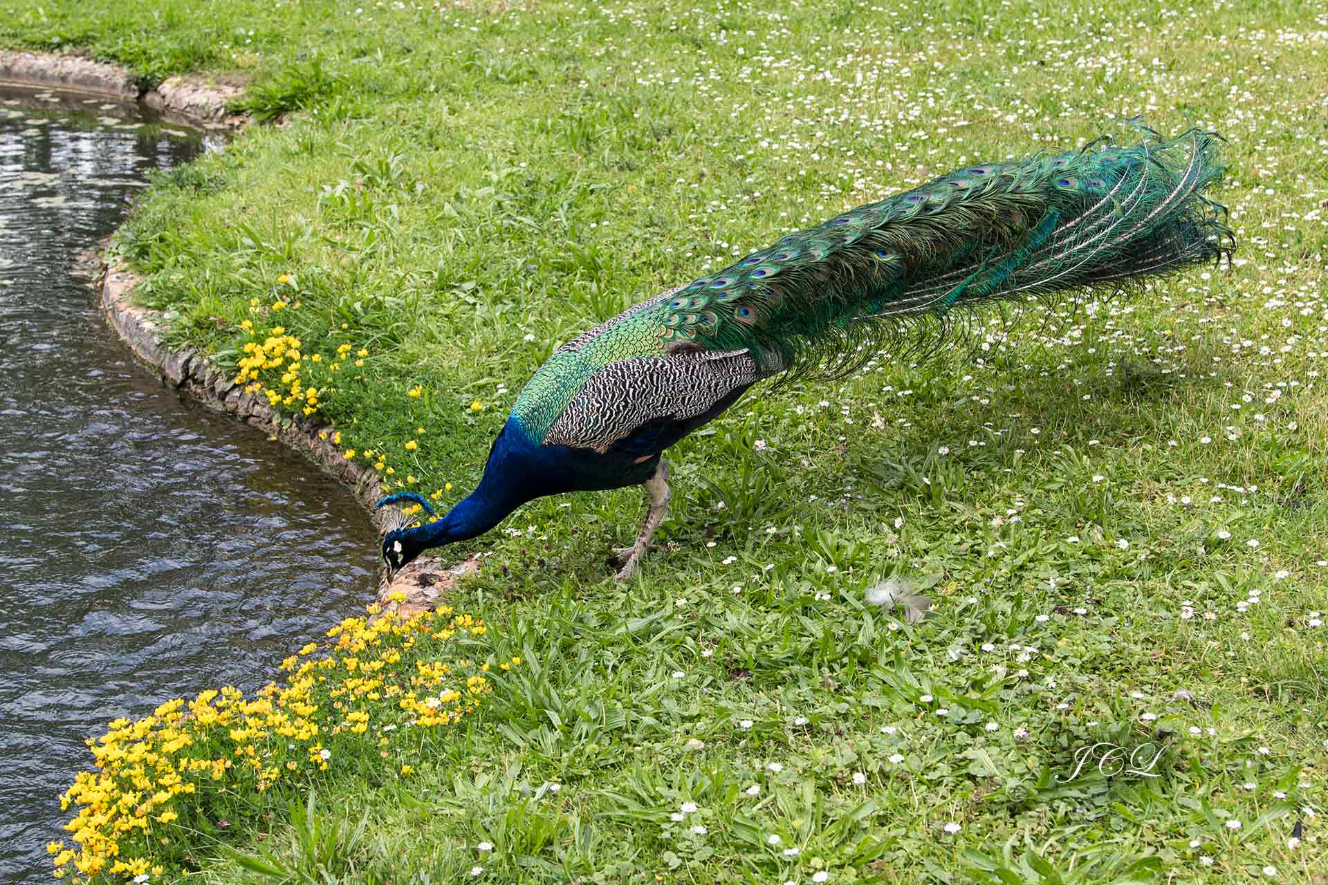 Il fait chaud dans les Jardins de Bagatelle, le magnifique paon s'abreuve dans la pièce d'eau des cygnes noirs. 