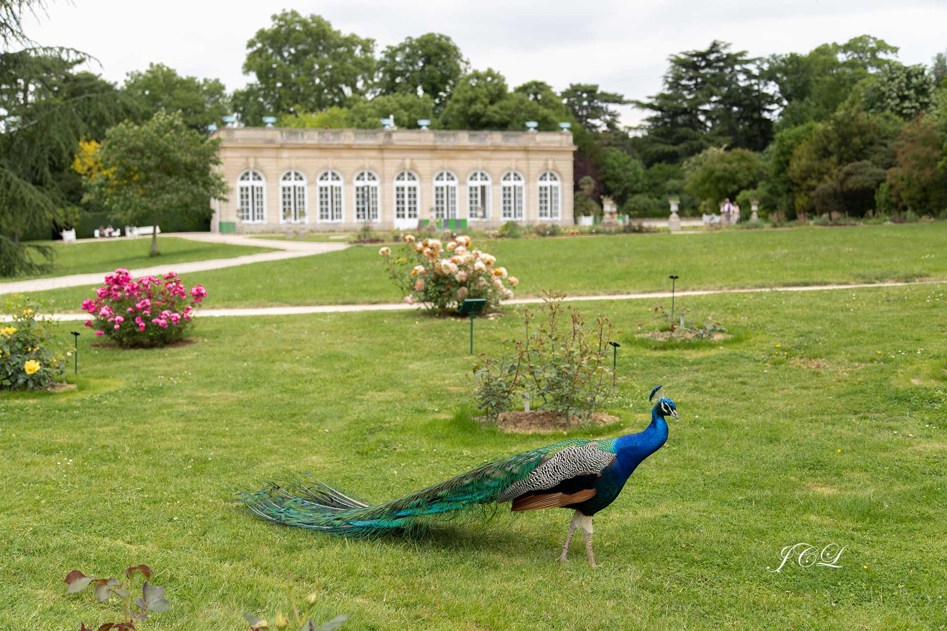 Sa majesté le Paon vous accueille sur le Parterre de l'Orangerie du Parc de Bagatelle dans le Bois de Boulogne à Paris, France.