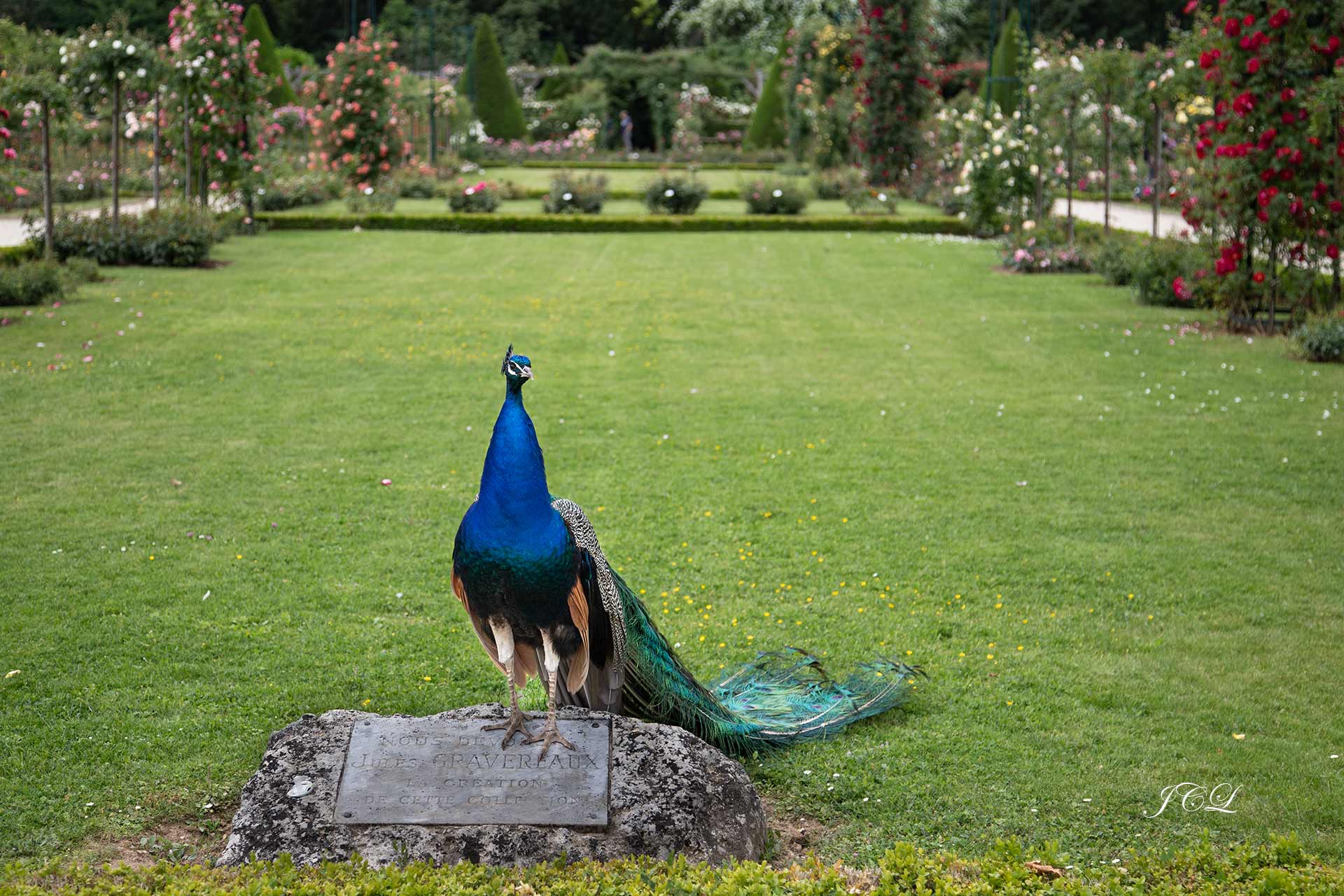 Concours d'élégance des paons du Parc de Bagatelle de Paris. 