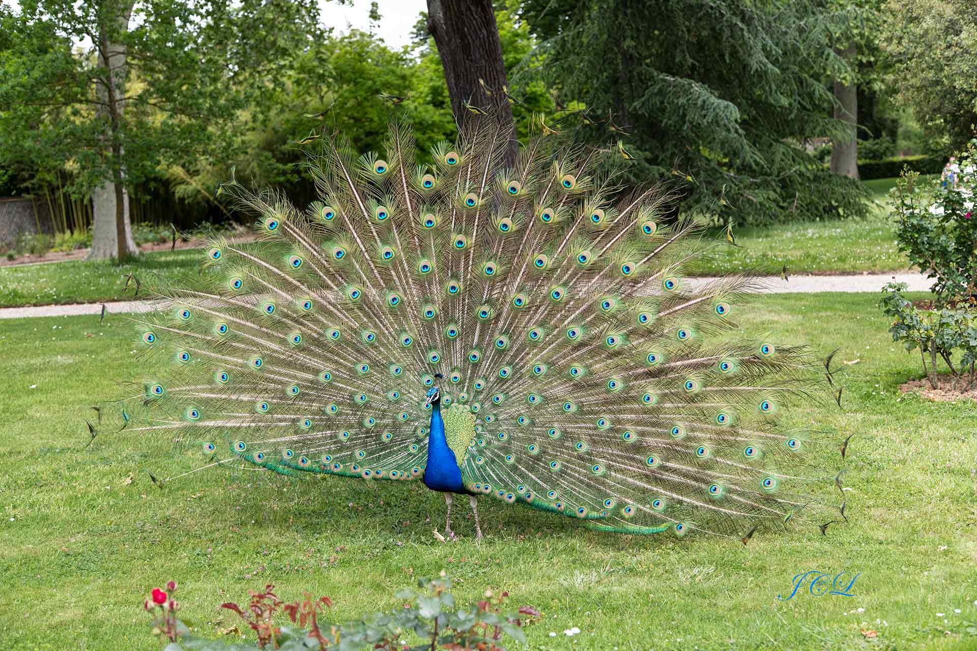 Belle roue du magnifique Paon du Jardin de Bagatelle à Paris.