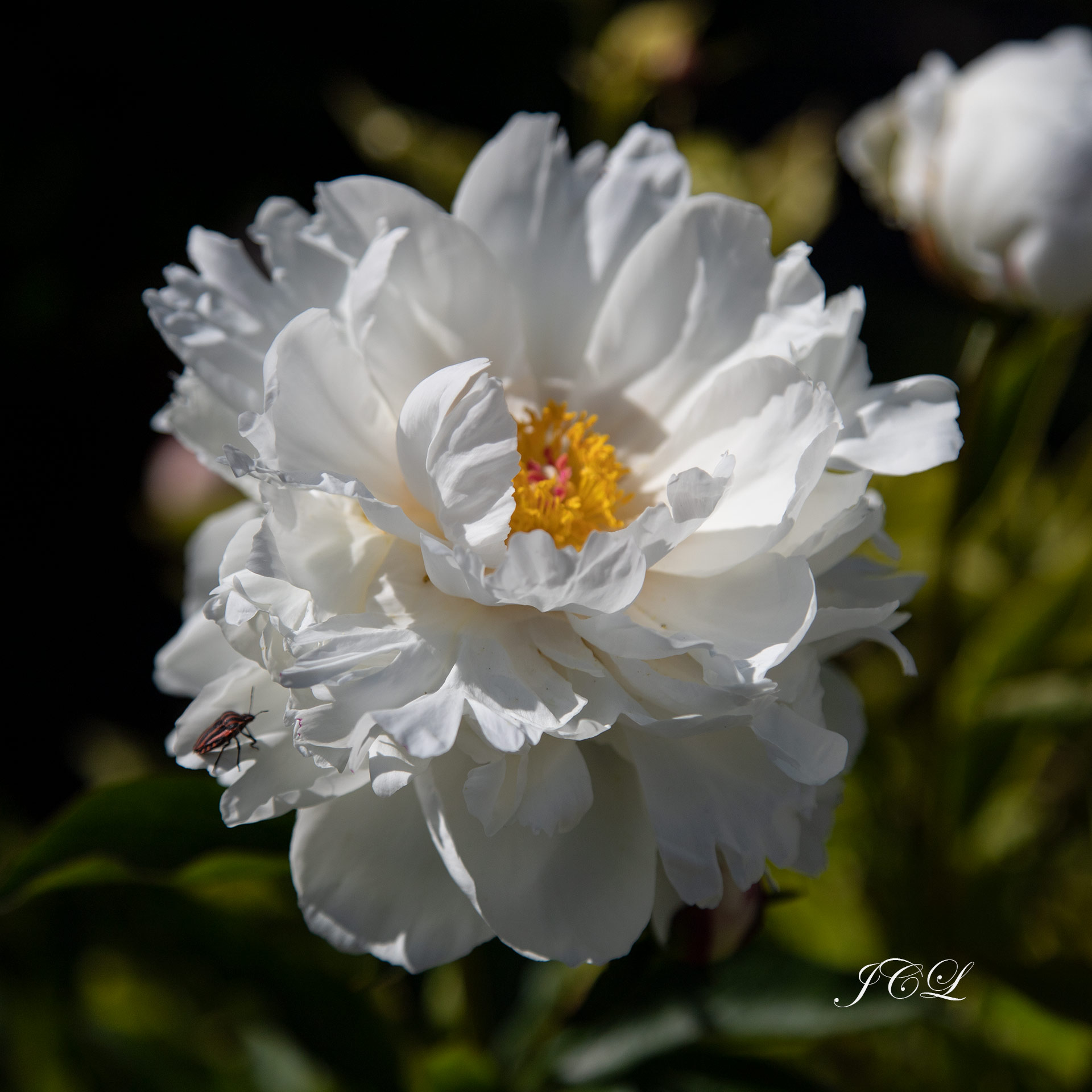 Belle pivoine blanche dans le Parc de Bagatelle.