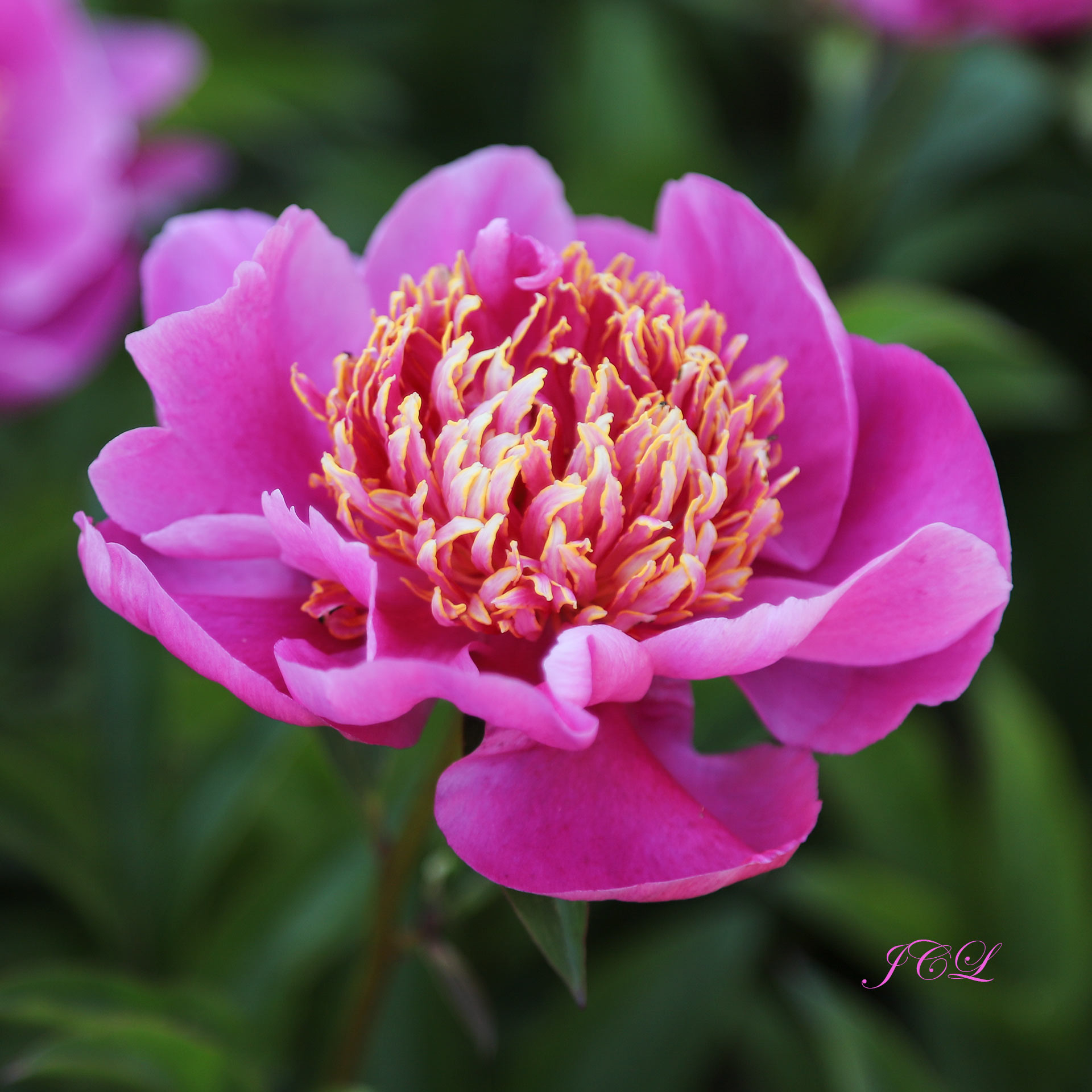 Pivoines couleur fuchsia dans le Parc de Bagatelle. 