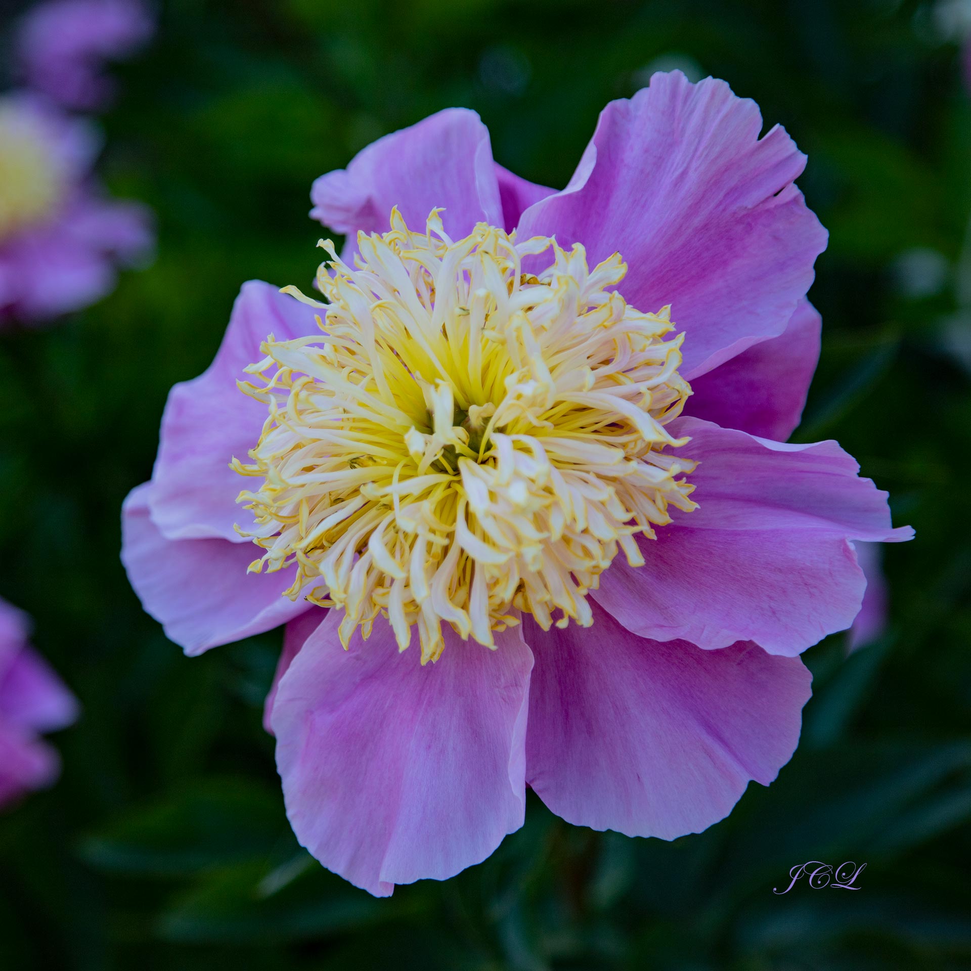 Pivoine mauve et jaune dans le Parc de Bagatelle du Bois de Boulogne à Paris. 