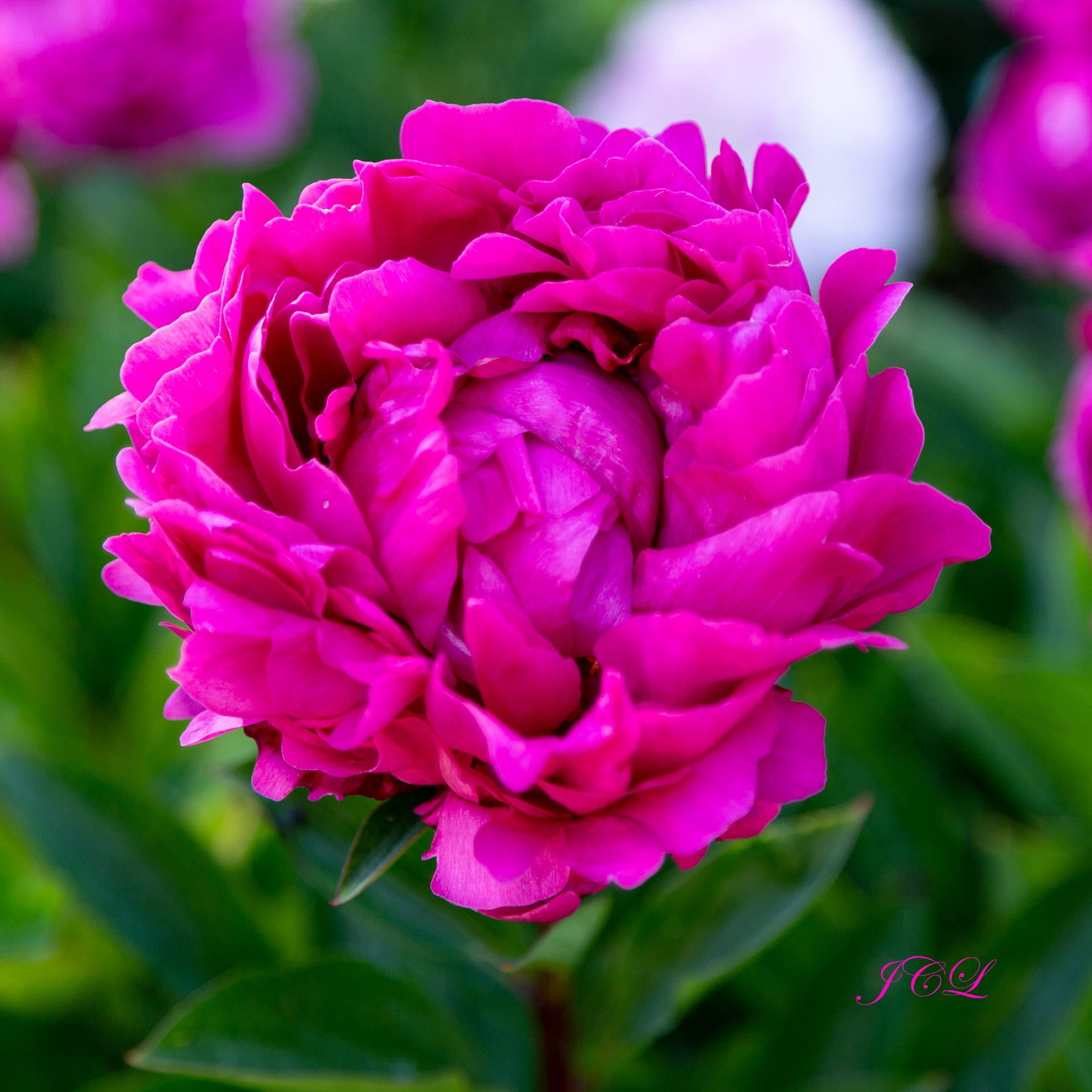 Pivoine rouge magenta dans le Jardin de Bagatelle du Bois de Boulogne à Paris France. 