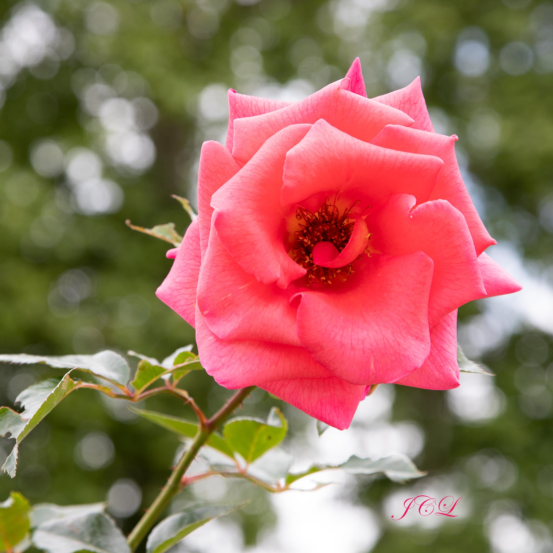 Belle rose de juin dans le Parc de Bagatelle à Paris dans le bois de Boulogne.	