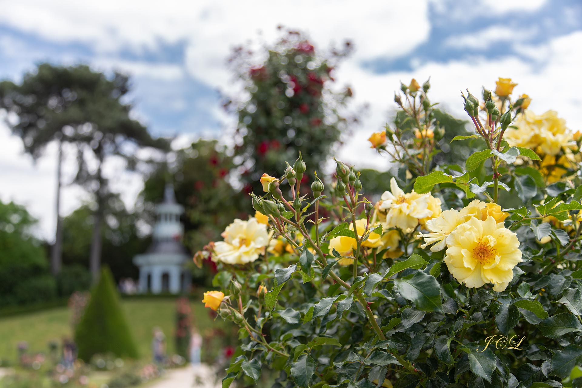 Roses jaunes avec au fond en flou le Kiosque de l'Impératrice.	