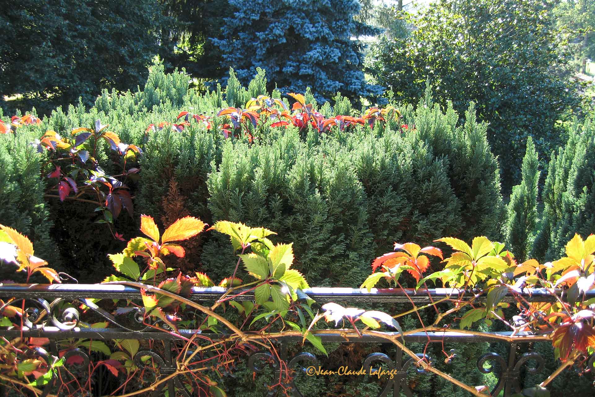 La nature à contre-jour à la campagne.