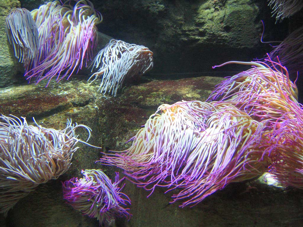 aquarium cineaqua paris