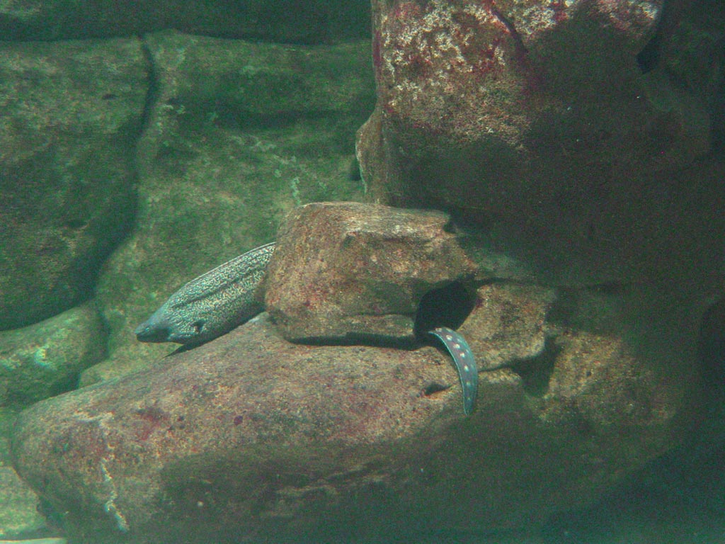 aquarium cineaqua paris