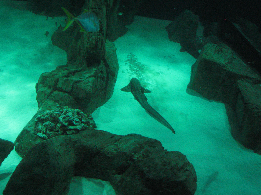 aquarium cineaqua paris