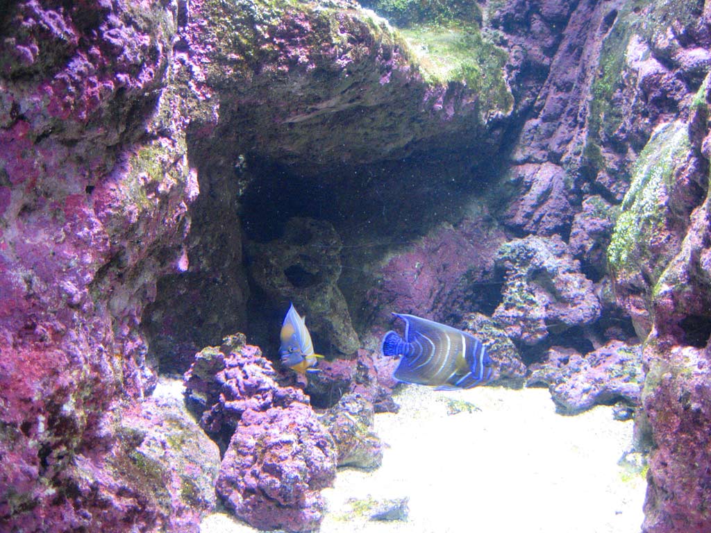 aquarium cineaqua paris