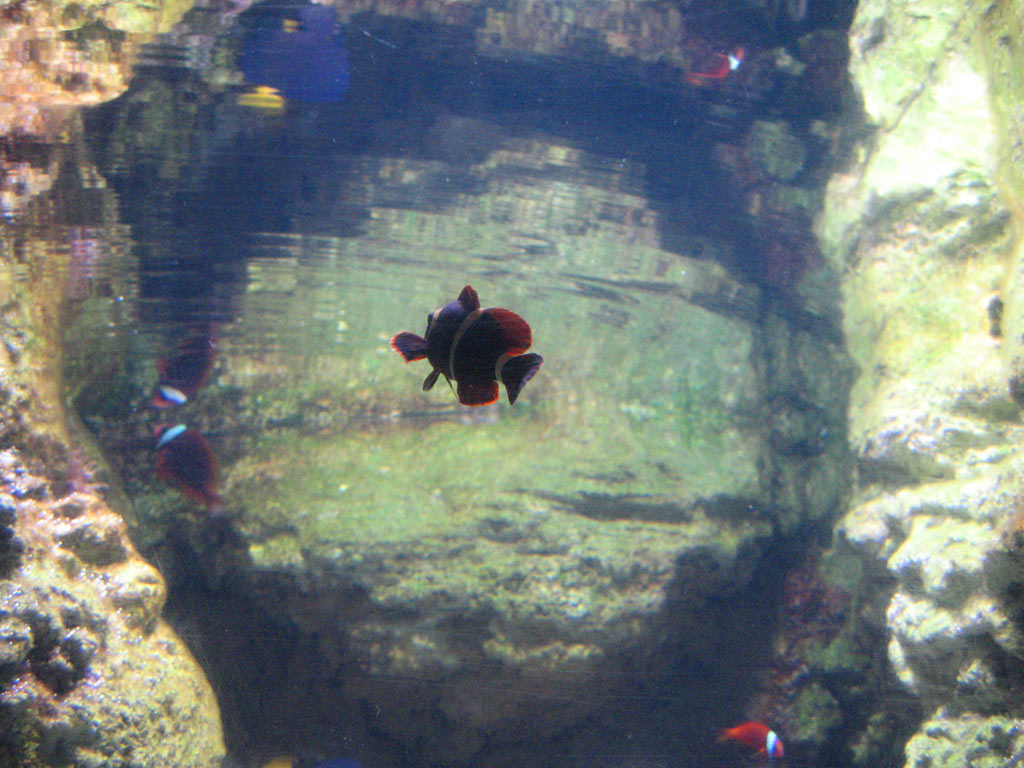 aquarium cineaqua paris