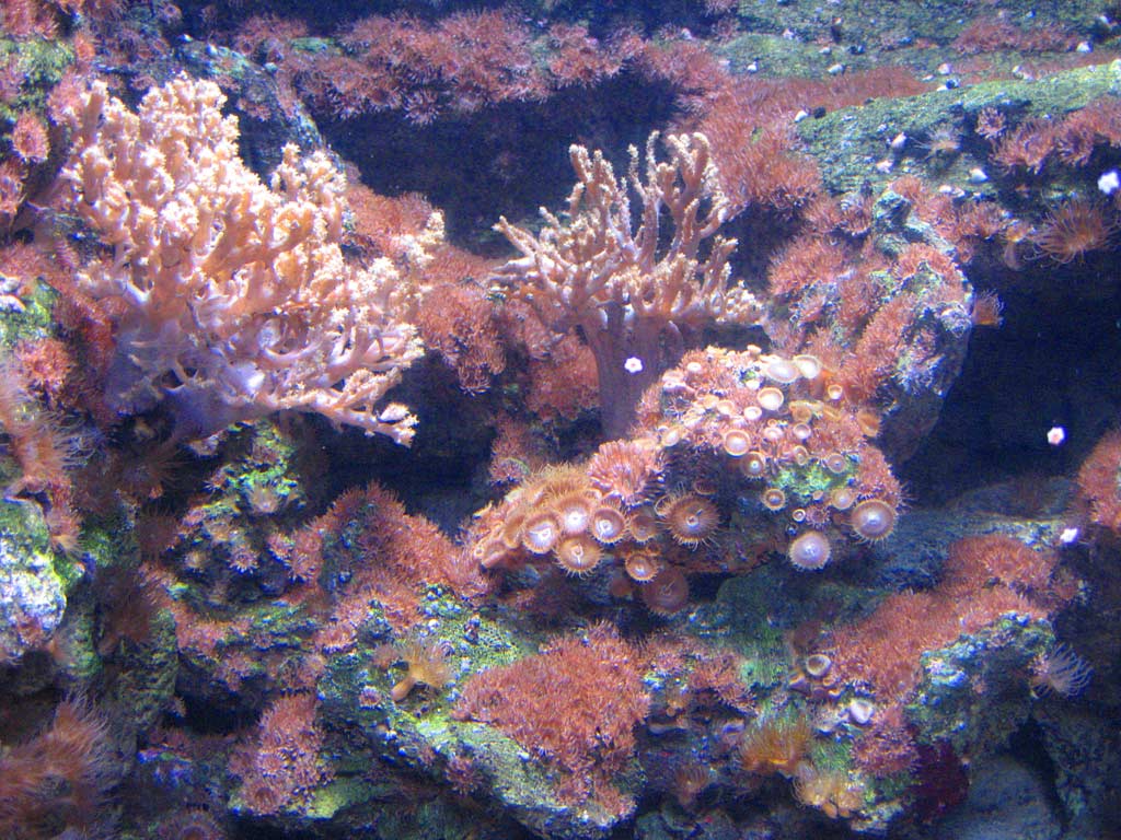 aquarium cineaqua paris