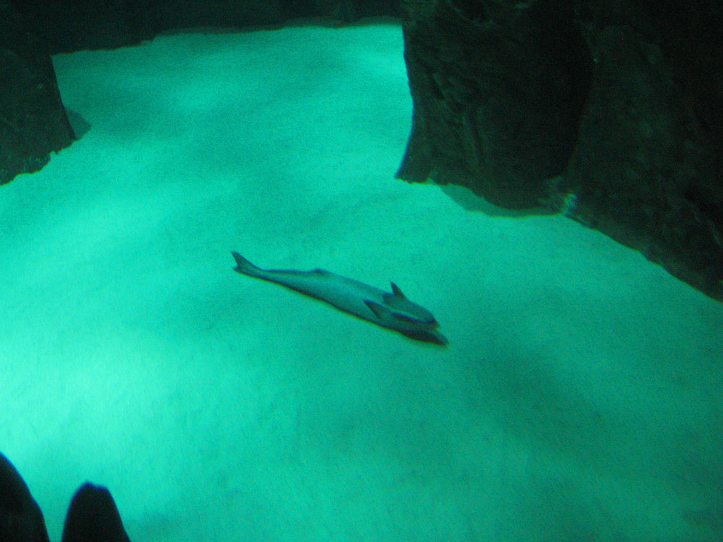 aquarium cineaqua paris