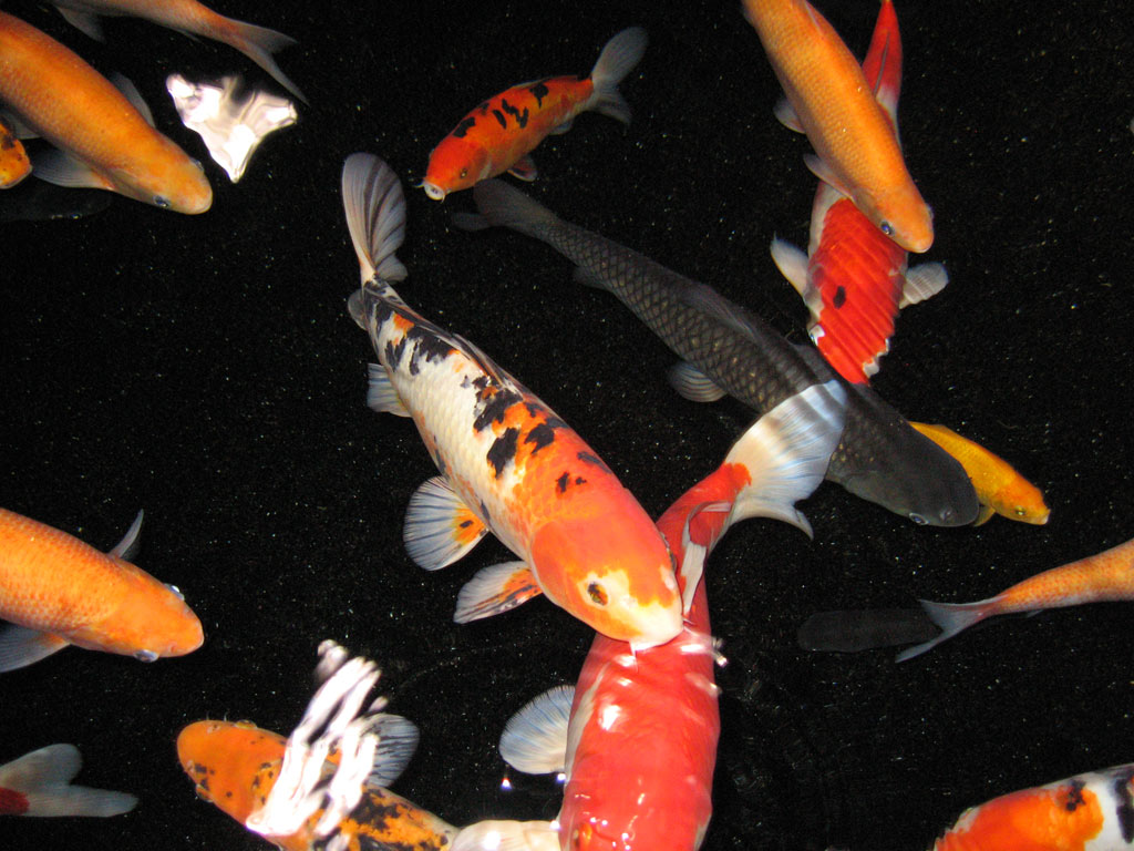 aquarium cineaqua paris