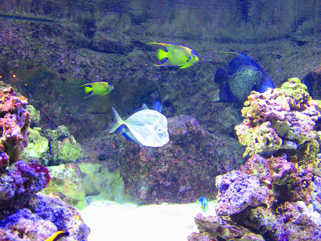 aquarium cineaqua paris