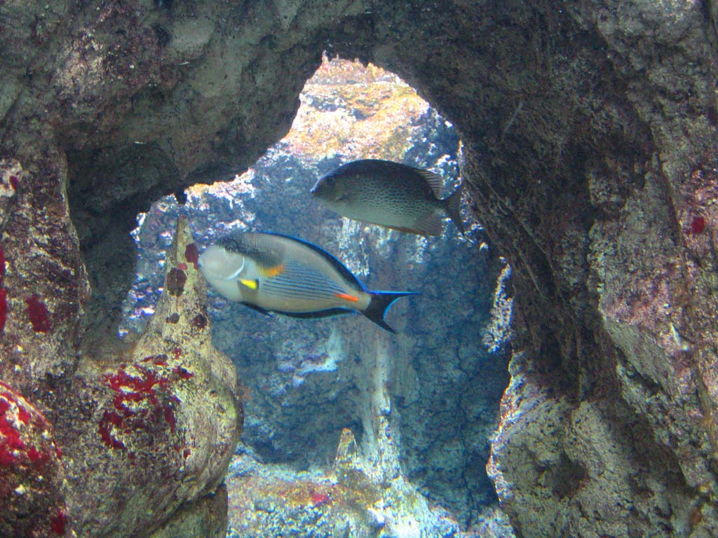 aquarium cineaqua paris