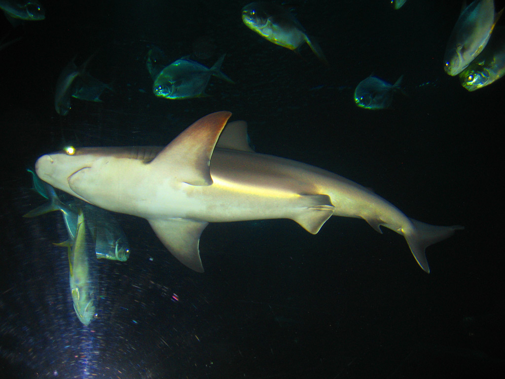 aquarium cineaqua paris