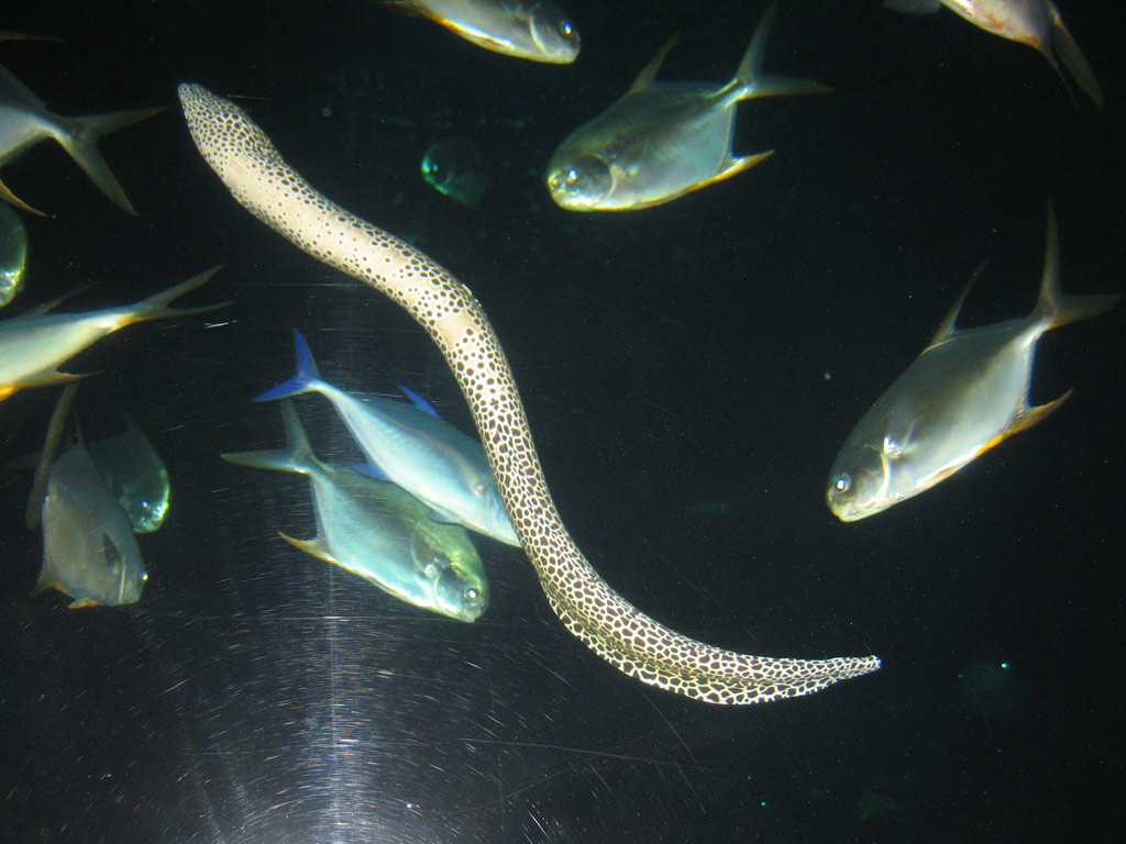 aquarium cineaqua paris