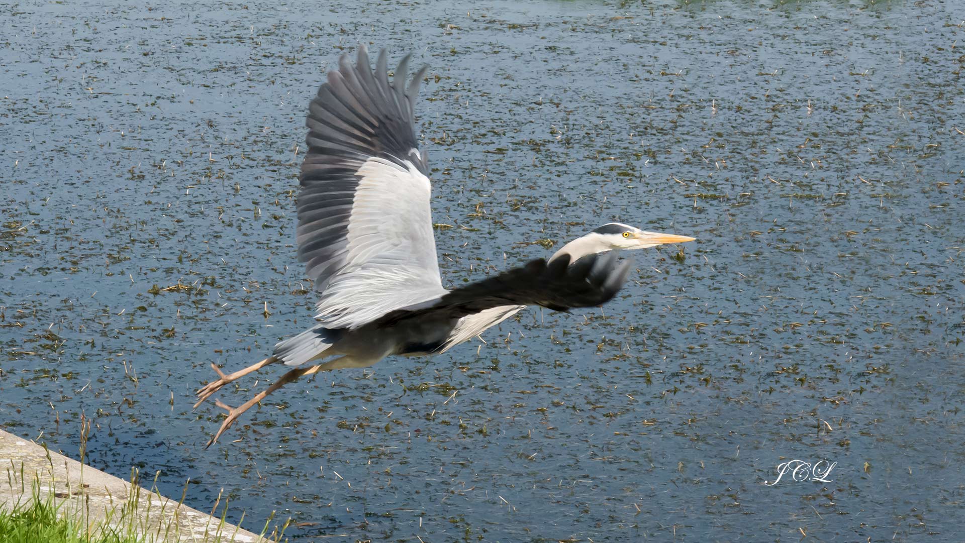 Envol du héron du Grand Canal dans le Parc du Chateau de Versailles.