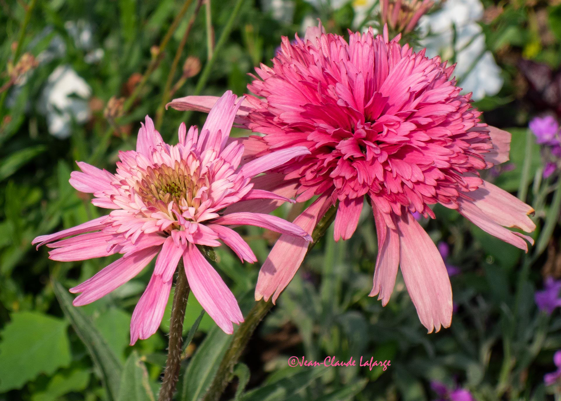 Fleurs des Parterres des Jardins du Château de Versailles.
