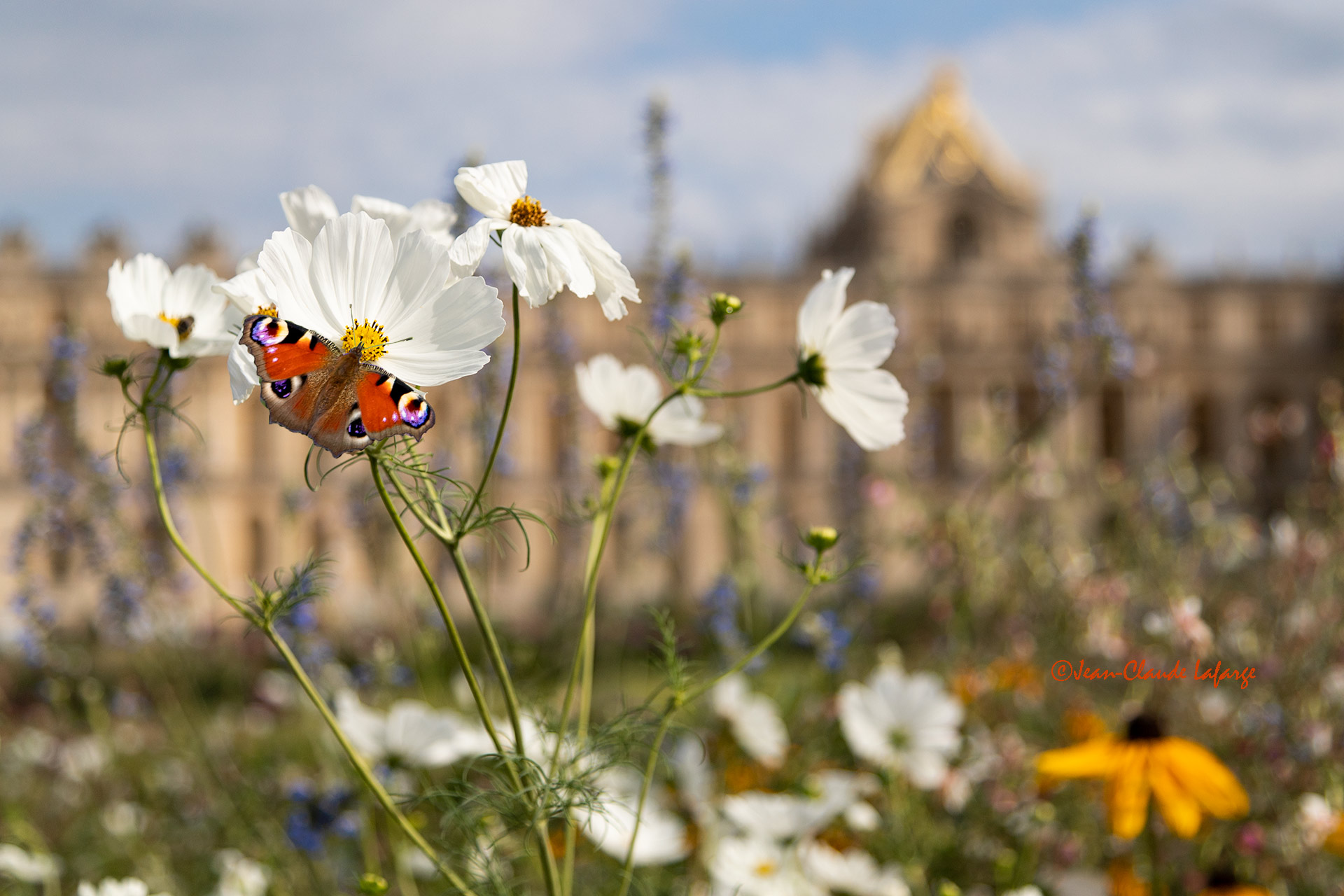 Le papillon Paon-du-Jour butine sur les fleurs du Parterre nord du Château de Versailles.